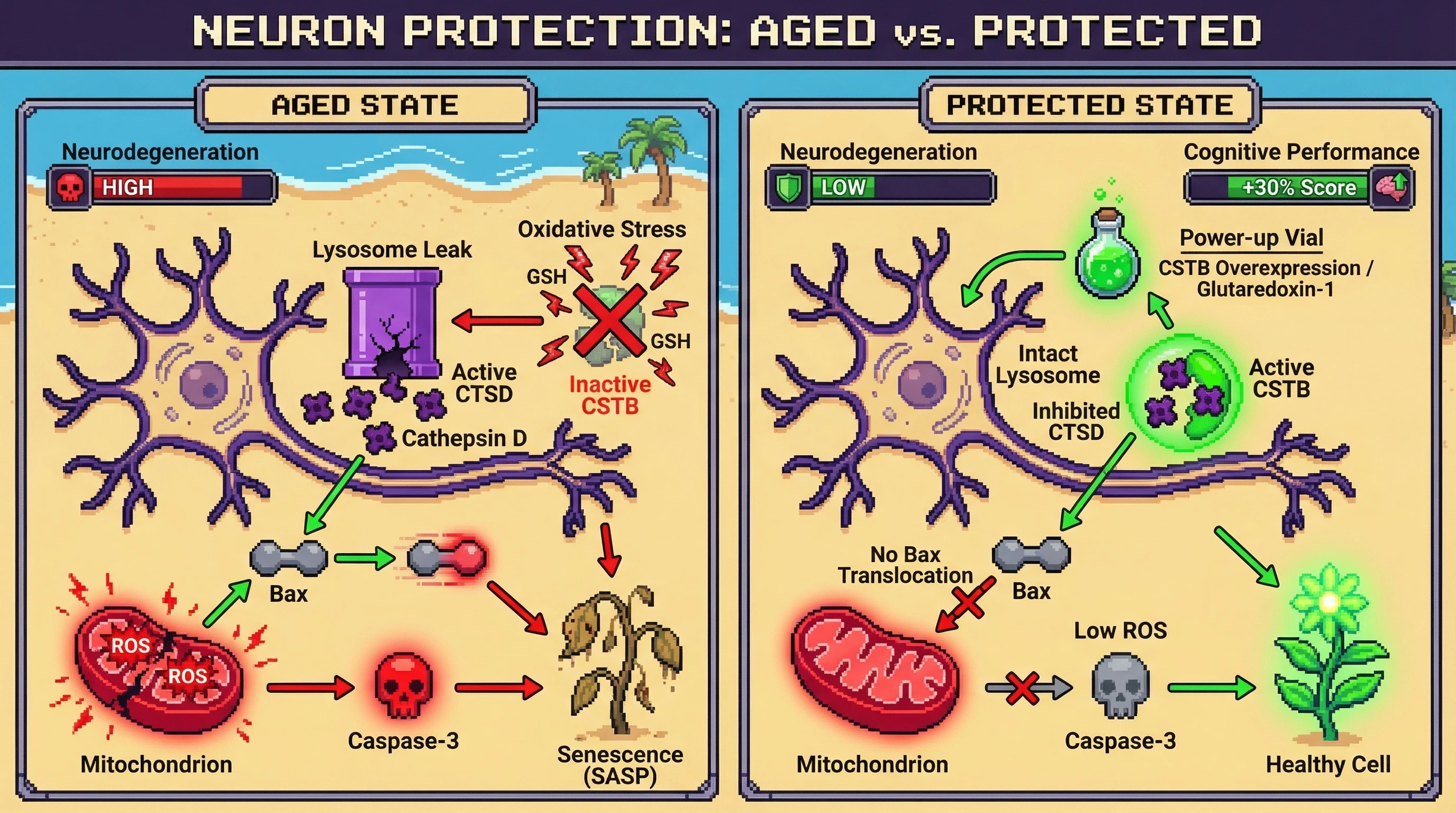 Infographic for: Oxidative Inactivation of Cystatin B Unleashes Cytosolic Cathepsin D Drive Neurodegeneration