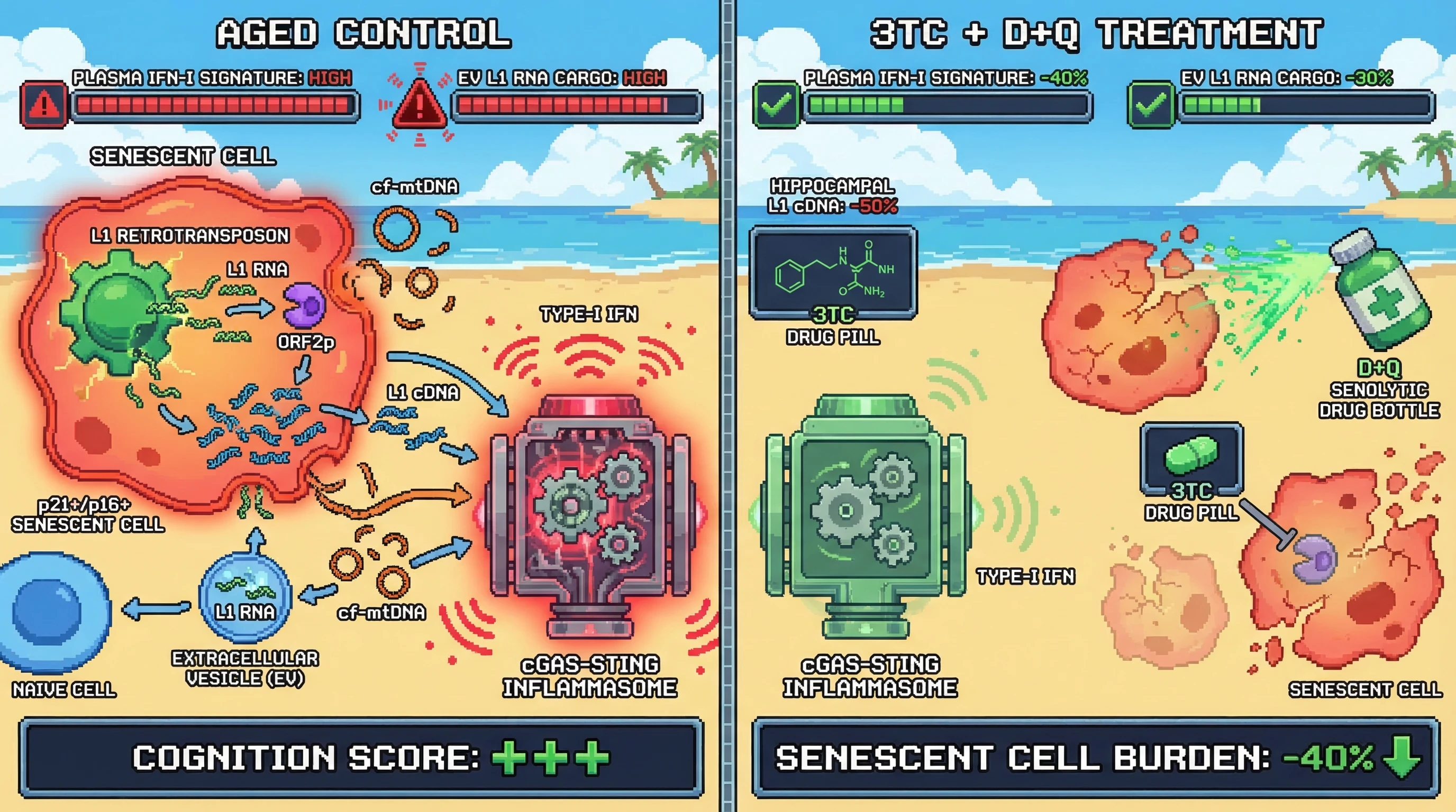 Infographic for: Combining lamivudine (3TC) with dasatinib+quercetin in aged mice synergistically dismantles the cGAS-STING inflammagi...
