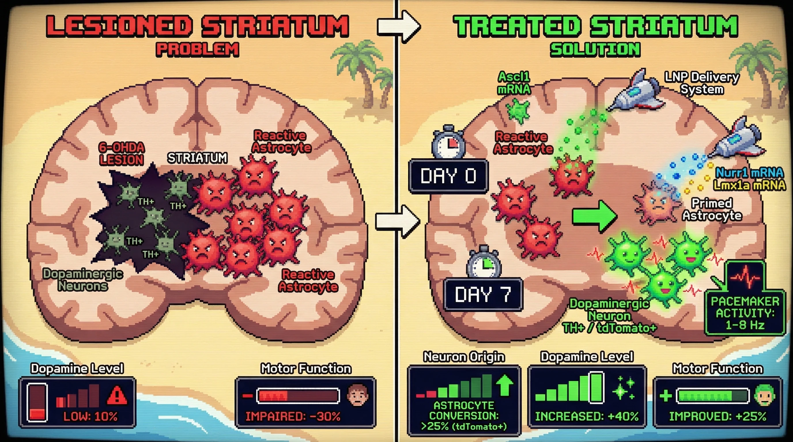 Mechanism: Sequential LNP delivery of Ascl1, then Nurr1+Lmx1a mRNA, converts striatal astrocytes into functional dopaminergic neurons. Readout: Readout: New TH+/tdTomato+ neurons appear, striatal dopamine increases by 40%, and motor function improves by 25% by Week 12.