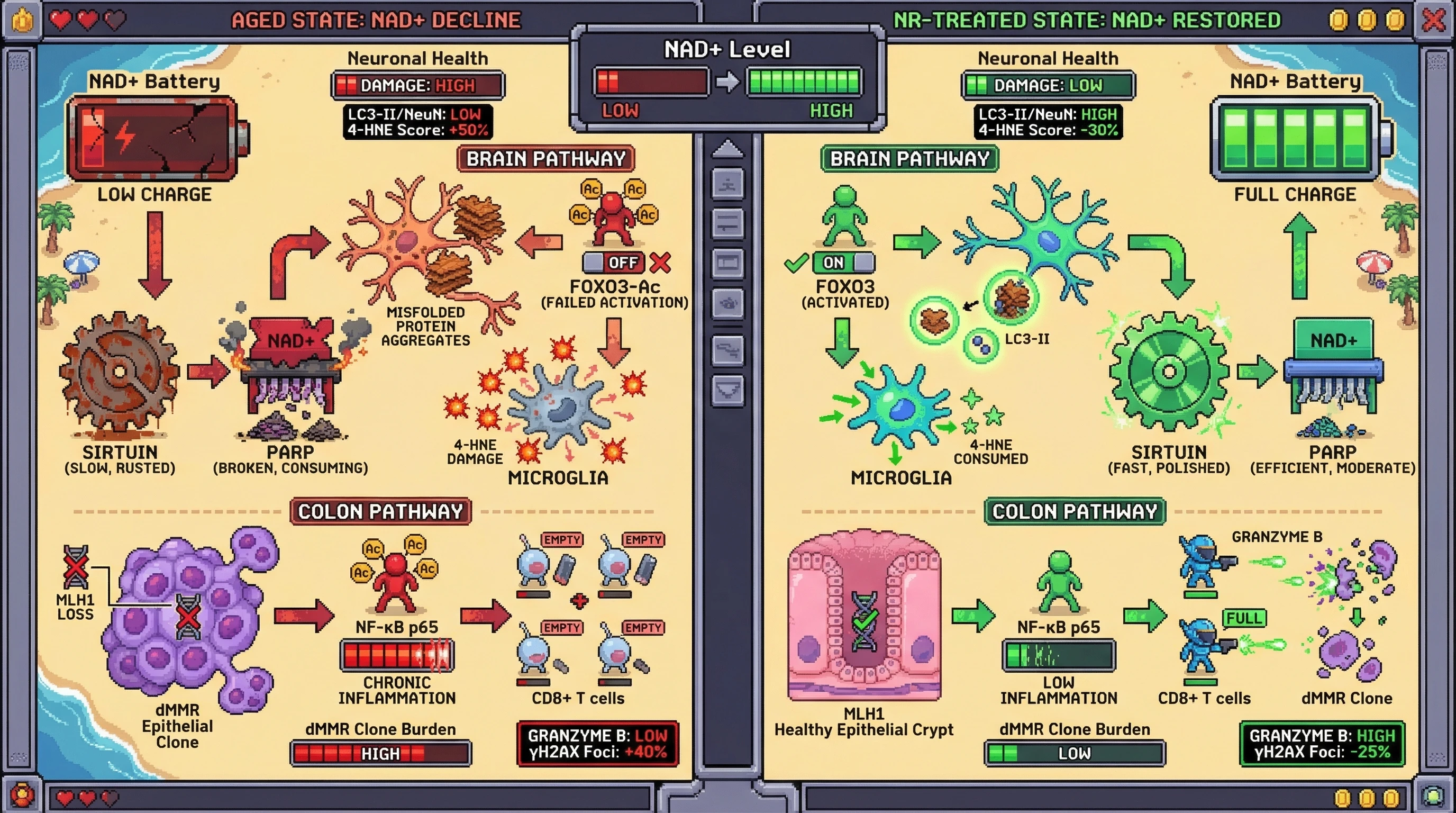Infographic for: NAD+ Decline Drives Age‑Related Surveillance Failure in Brain and Colon