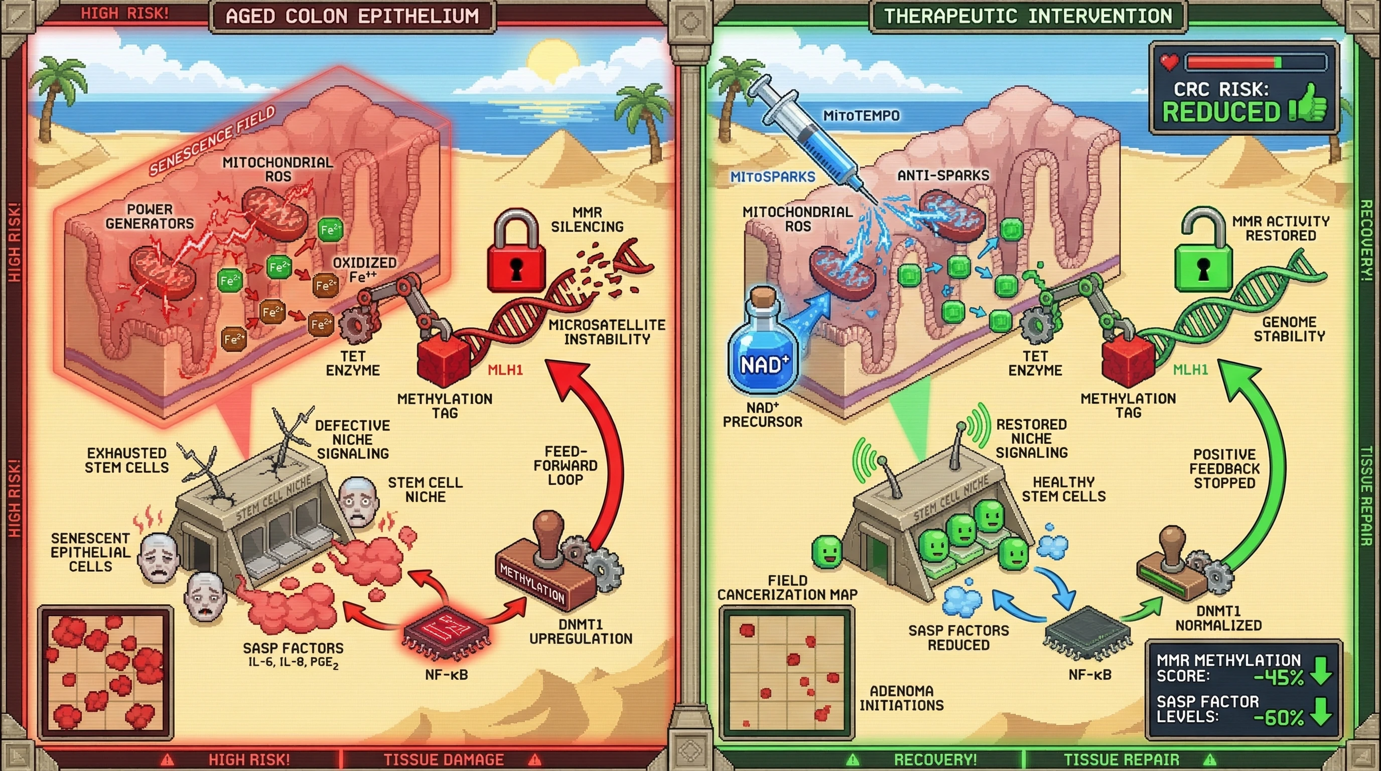 Infographic for: Mitochondrial ROS‑TET Axis Links Age‑Related MMR Silencing to Field Cancerization and Nonlinear CRC Risk