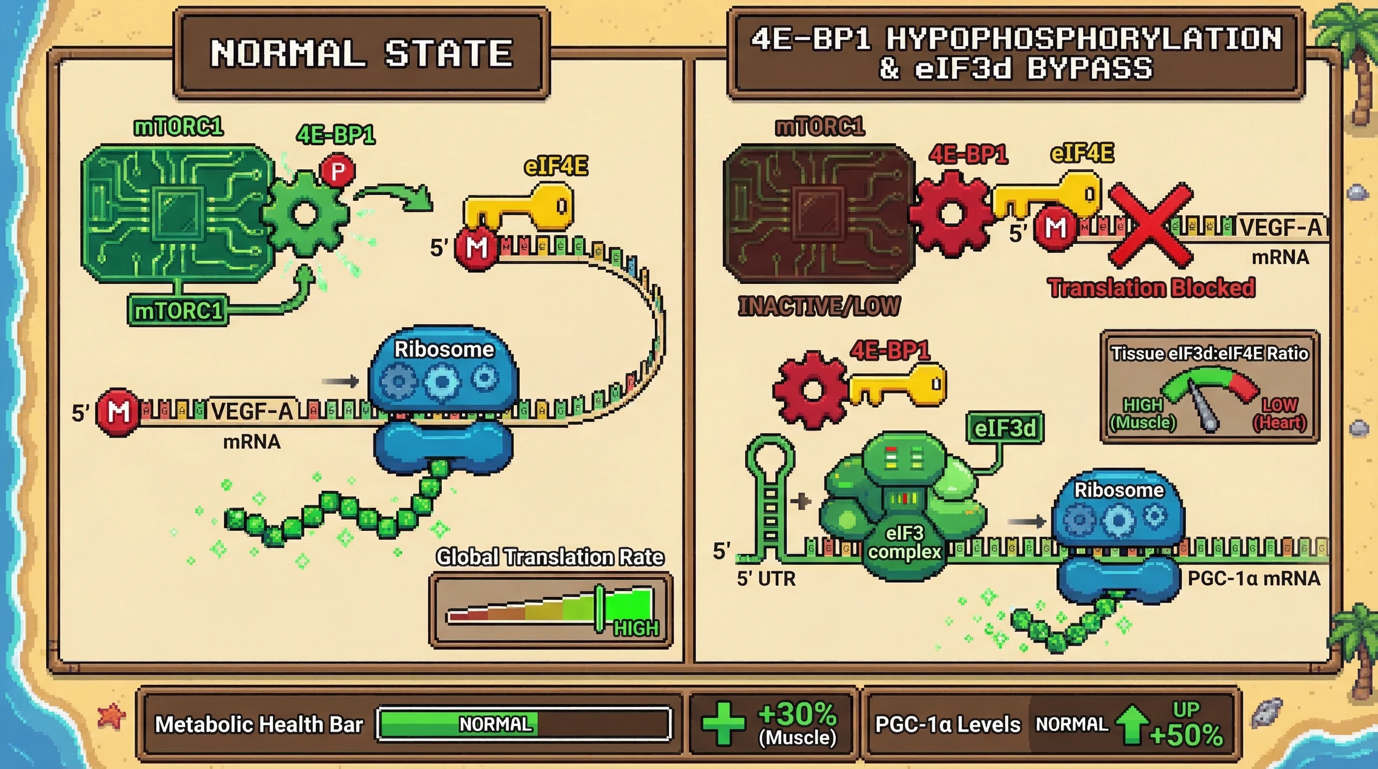Infographic for: The eIF3d Bypass Hypothesis: Tissue-Specific Stoichiometry Dictates 4E-BP1 Selective mRNA Translation in Aging