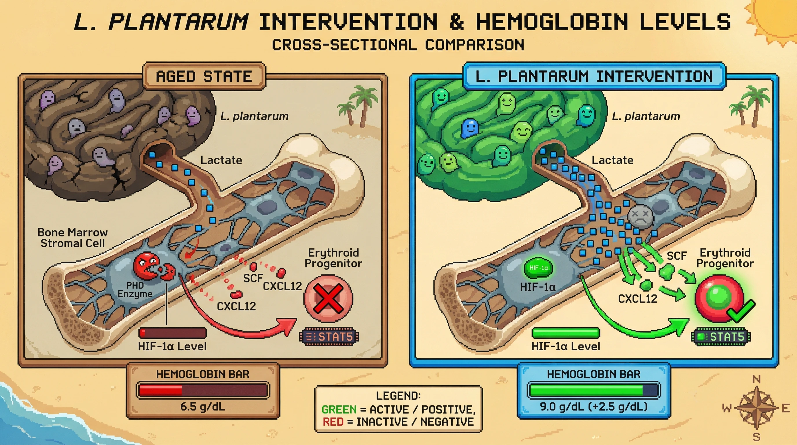 Mechanism: Oral Lactobacillus plantarum increases gut-derived lactate, which stabilizes HIF-1α in bone marrow stromal cells, restoring their support for erythroid progenitors. Readout: Readout: This intervention leads to increased SCF/CXCL12 expression and elevated hemoglobin levels, indicating improved erythropoiesis.