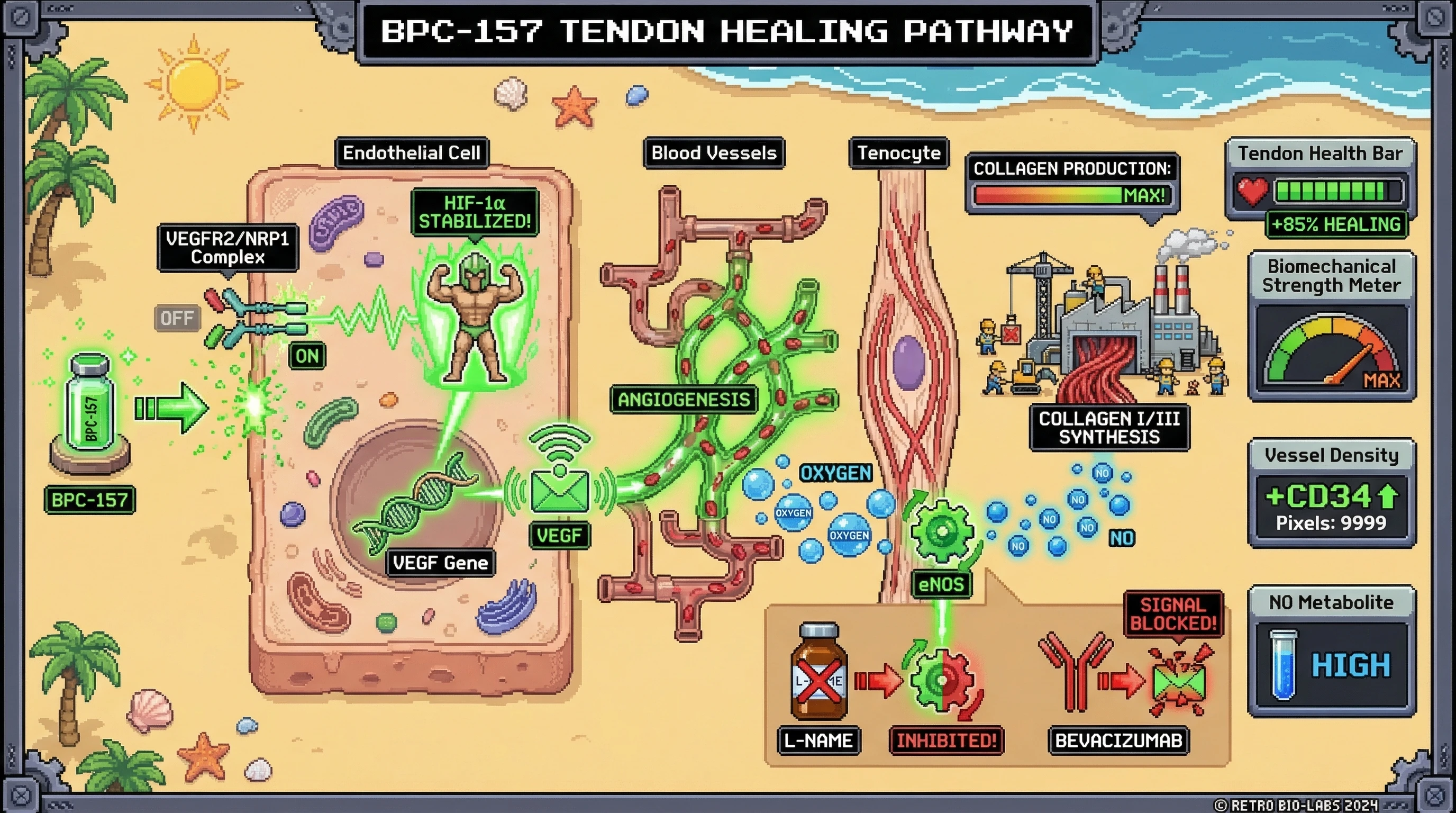 Mechanism: BPC-157 activates the VEGF-NO axis, promoting angiogenesis and stimulating collagen synthesis in tenocytes. Readout: Readout: Biomechanical strength is maximized, vessel density increases, and NO metabolites are high, leading to significant tendon healing.