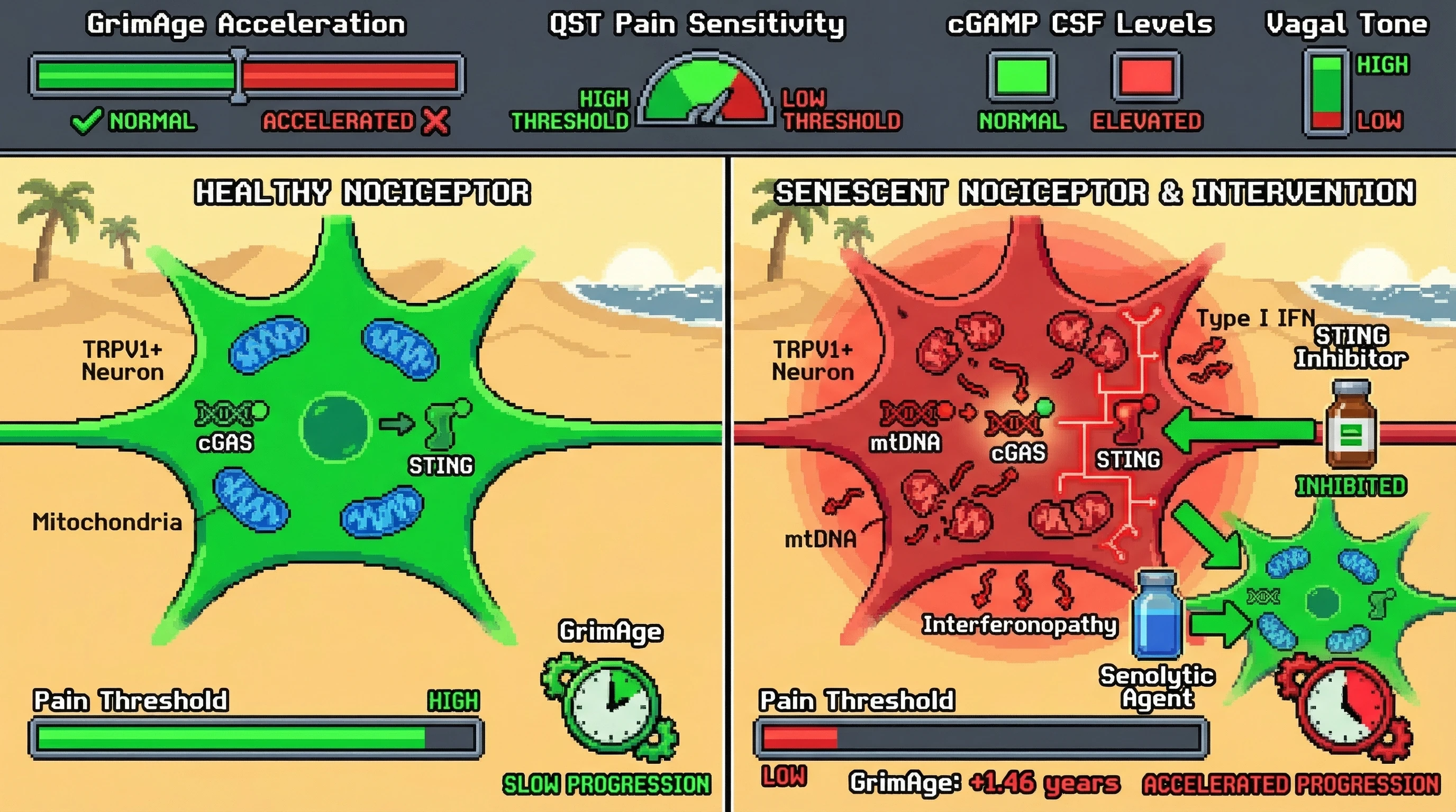 Infographic for: The Nociceptive Interferonopathy Hypothesis: Does mtDNA Leakage in Senescent TRPV1+ Neurons Calibrate the Human Biological Clock?