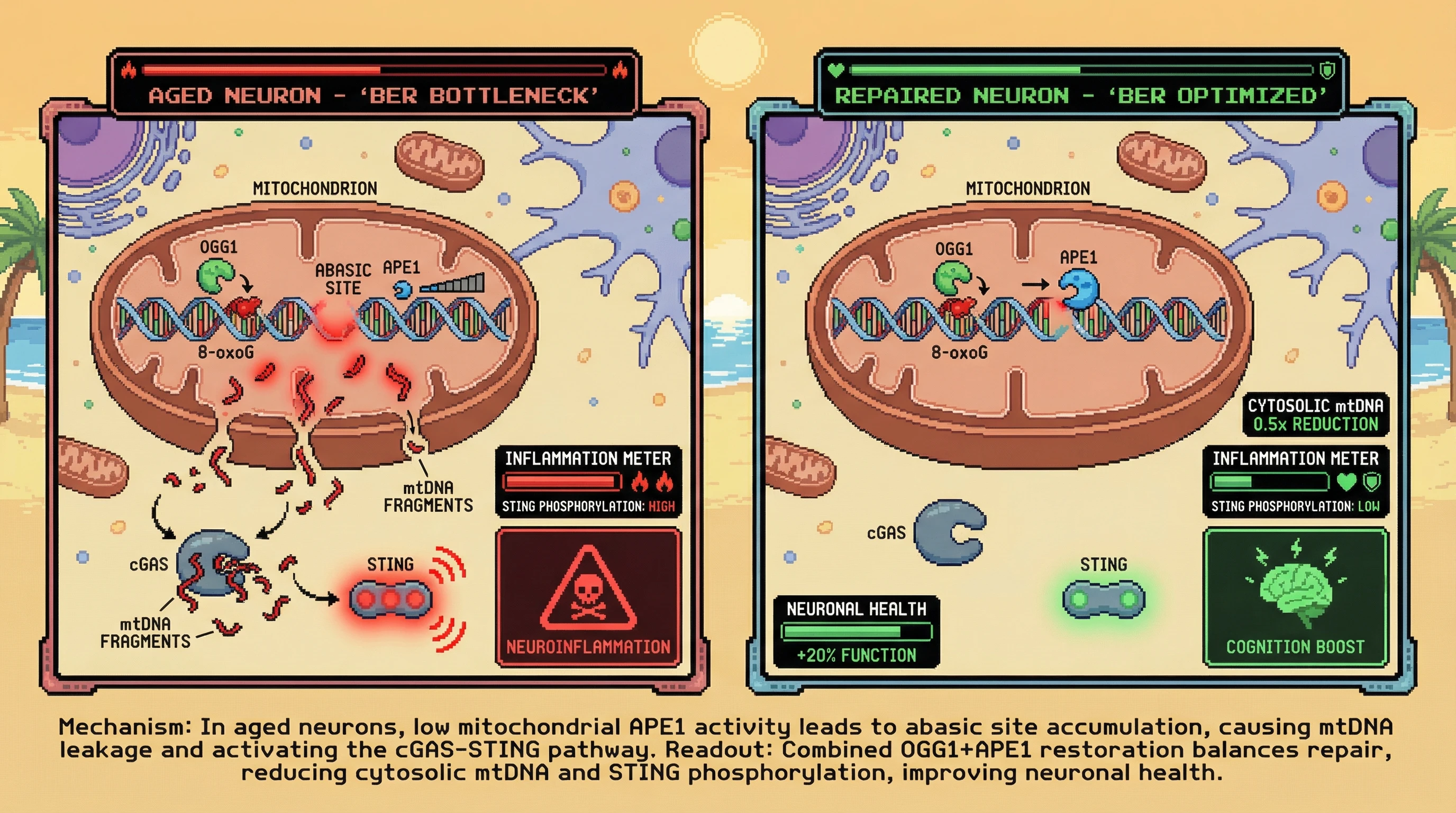 Infographic for: Mitochondrial OGG1-APE1 stoichiometry determines BER completion and cGAS-STING activation in aging neurons
