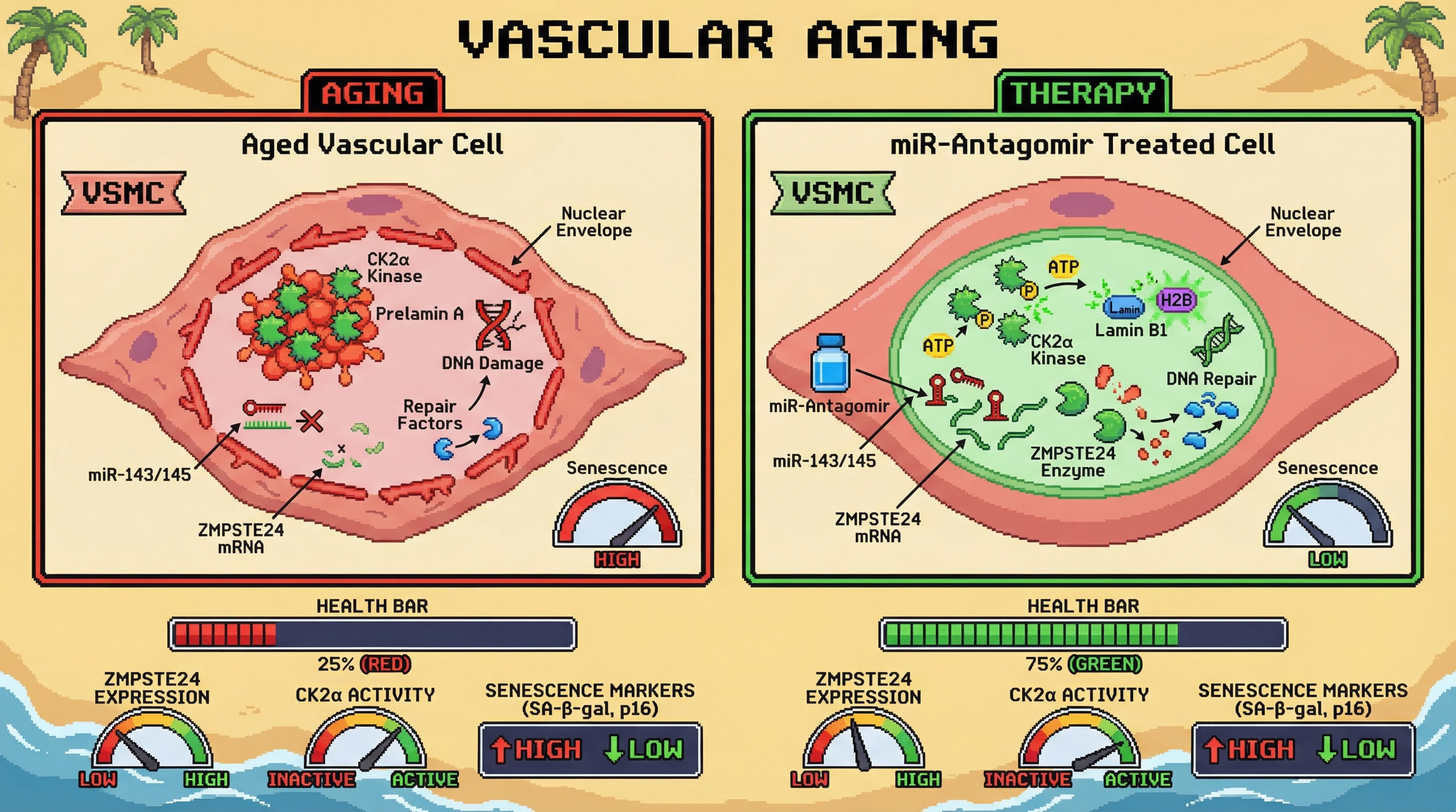 Infographic for: Hypothesis: Tissue-specific ZMPSTE24 regulation via microRNA-mediated repression drives prelamin A accumulation and CK2α sequestration in aging vasculature
