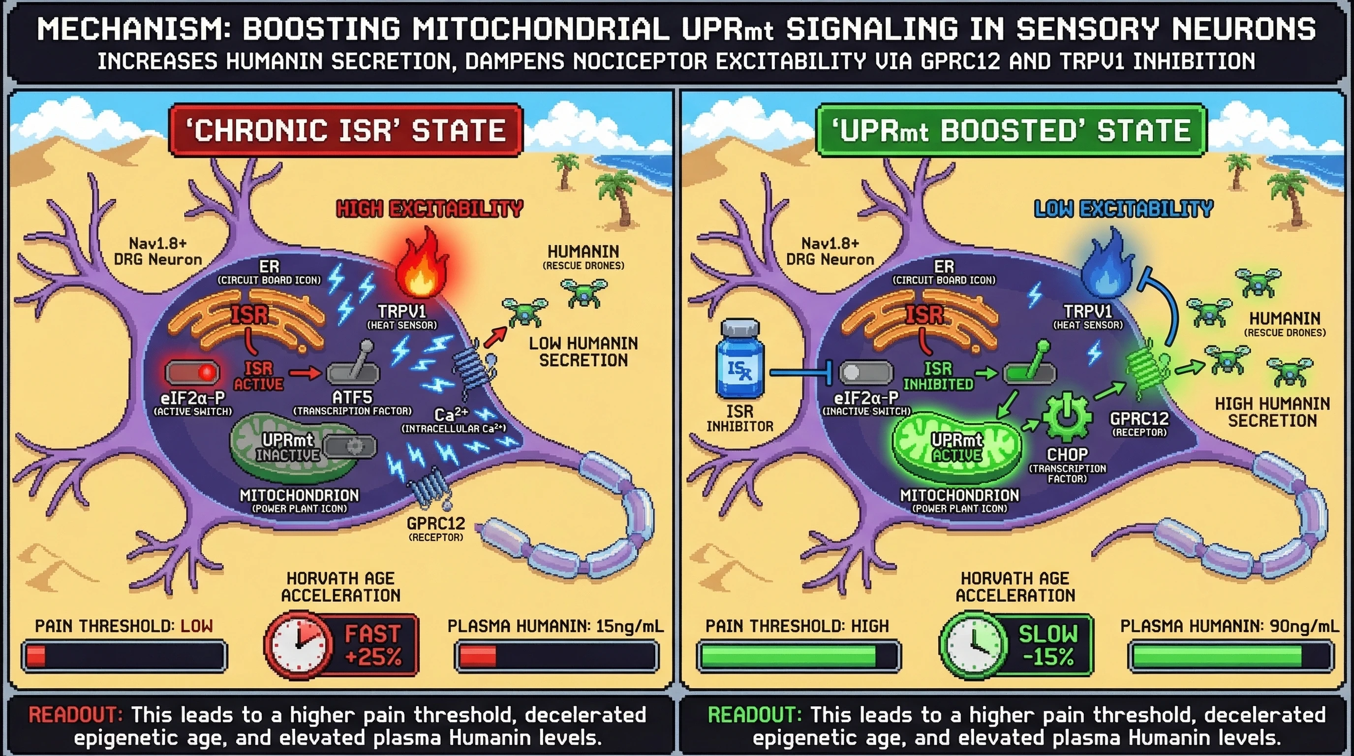 Infographic for: Mitochondrial UPRmt‑Humanin Axis in Sensory Neurons Gates Pain Tolerance and Epigenetic Age