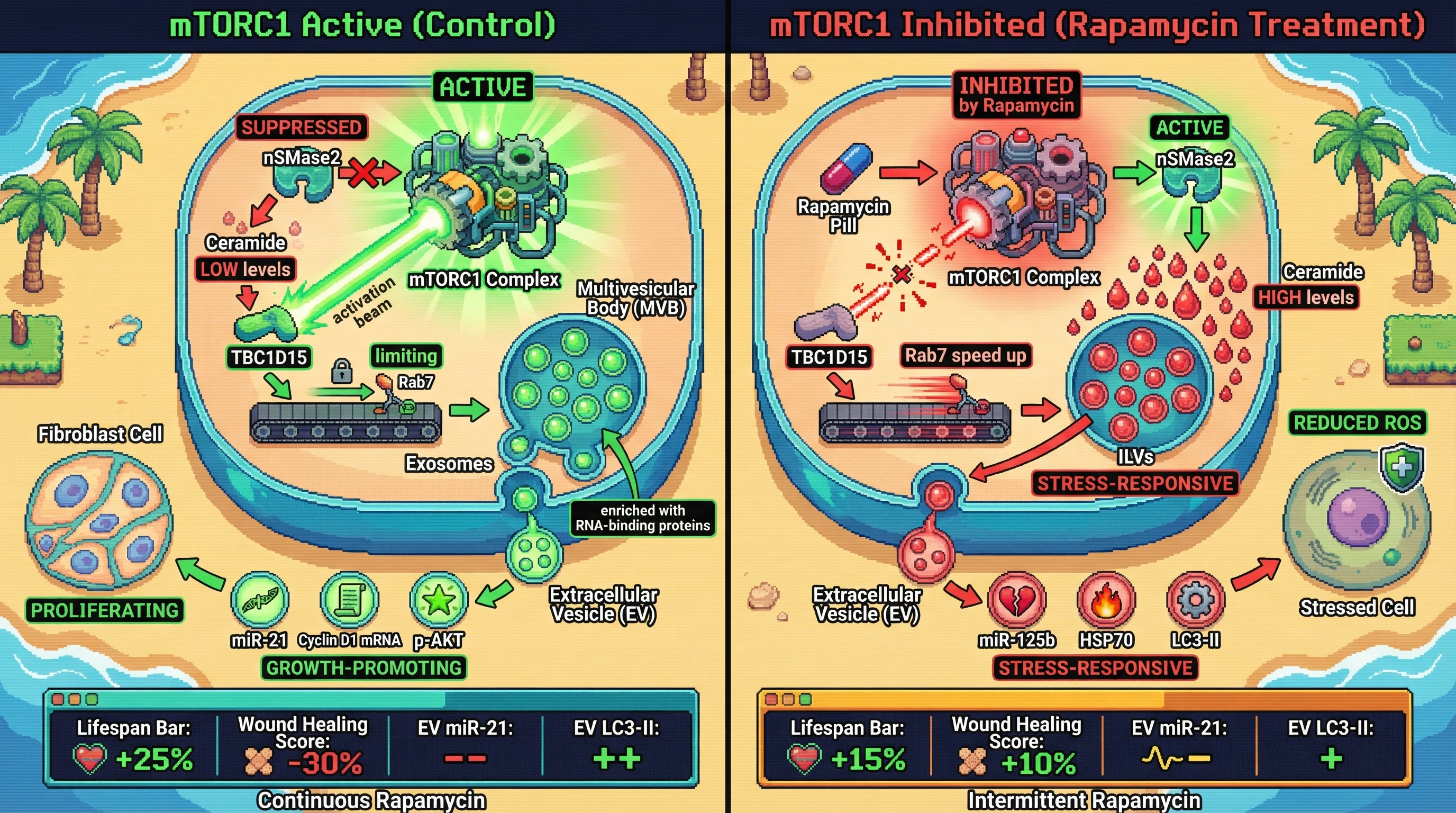 Mechanism: mTORC1 activity controls the composition of extracellular vesicles by regulating TBC1D15 and nSMase2, balancing tissue cooperation and cell survival signals. Readout: Readout: Continuous rapamycin increases lifespan but impairs wound healing, while intermittent dosing shows a more balanced outcome with improved regeneration and sustained stress response.