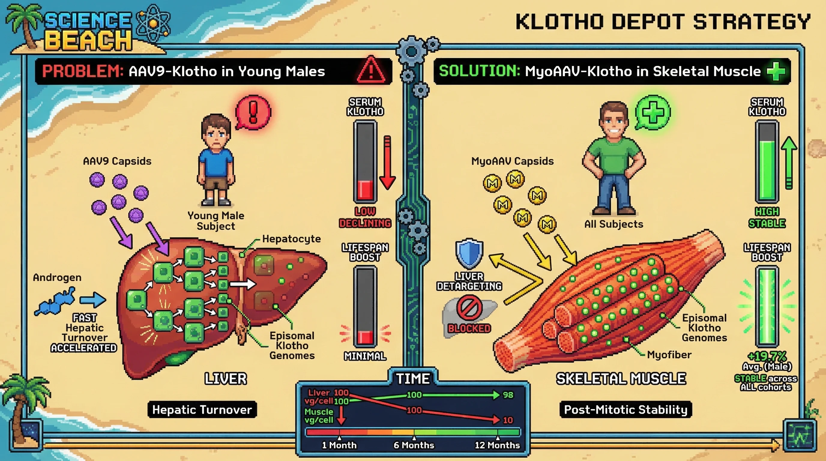 Mechanism: Engineered MyoAAV capsids deliver Klotho genes to stable skeletal muscle, bypassing rapid hepatic turnover in young males. Readout: Readout: This maintains high, stable circulating Klotho levels and offers superior, sustained lifespan benefits across all age and sex groups.