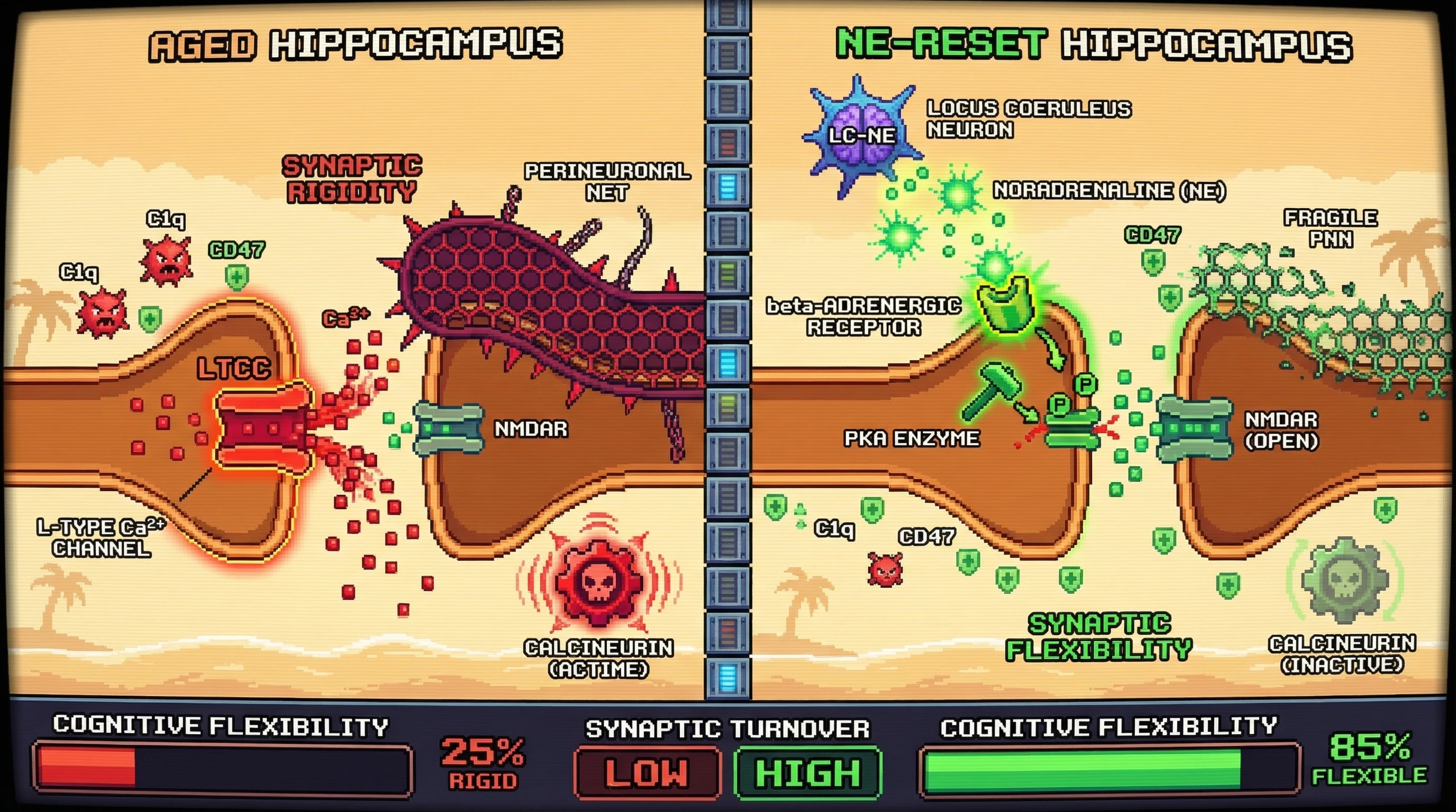 Infographic for: Intermittent Noradrenergic Surges During Sleep Reset LTCC‑Dependent Over‑Consolidation in the Aging Hippocampus