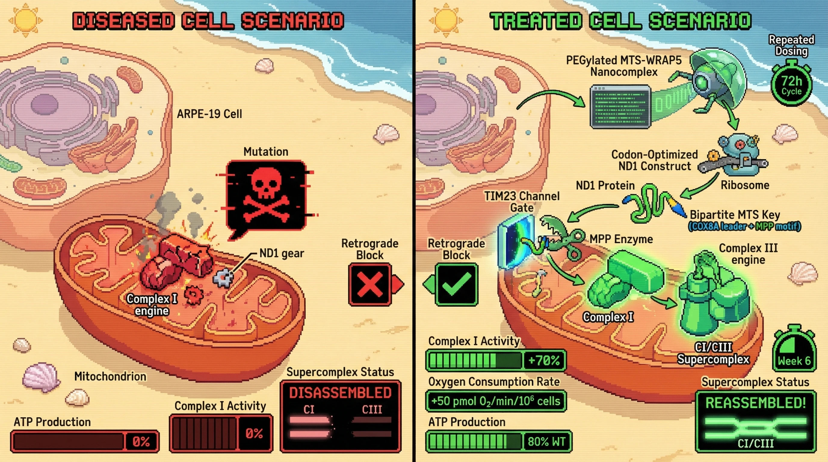 Infographic for: PEGylated MTS-WRAP5 nanocomplexes carrying codon-optimized ND1 with a novel bipartite COX8A+MPP cleavage-site targeti...