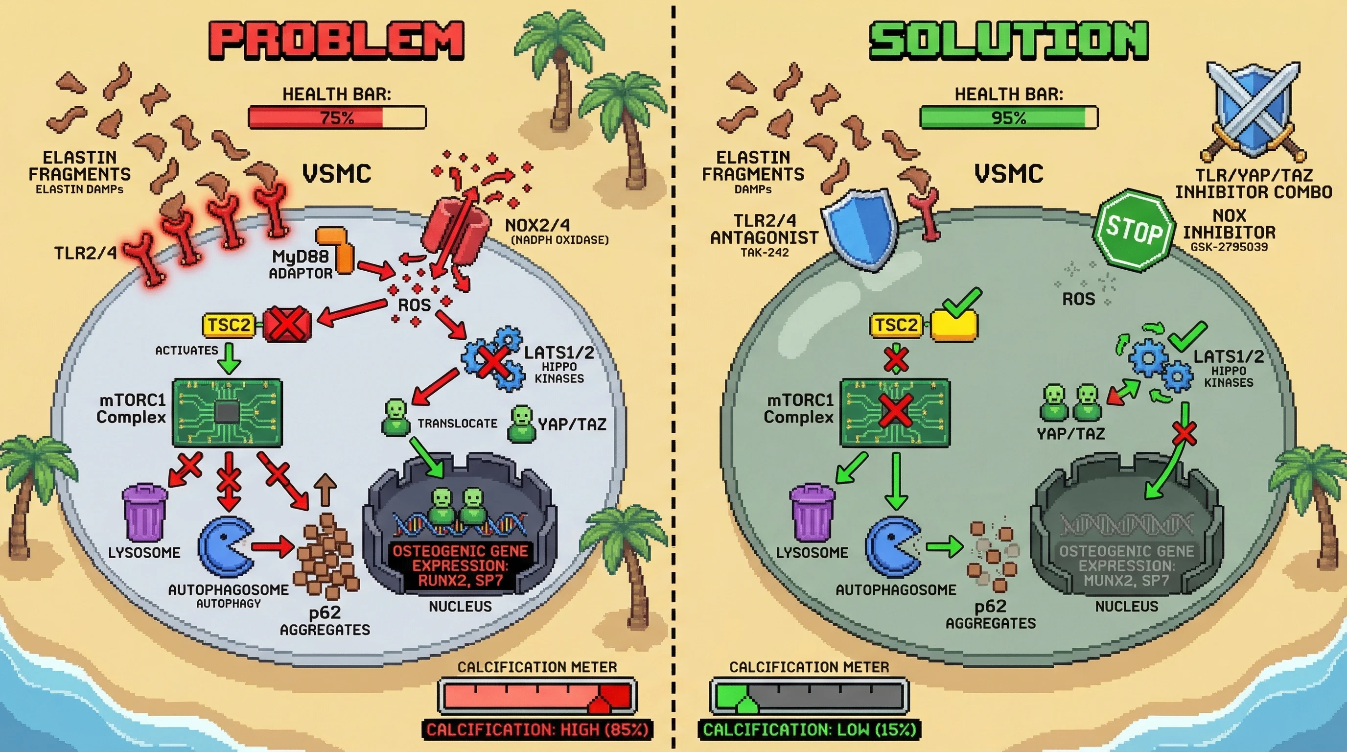 Infographic for: Elastin-derived DAMPs drive VSMC calcification via TLR-mediated ROS inhibition of autophagy and YAP/TAZ activation