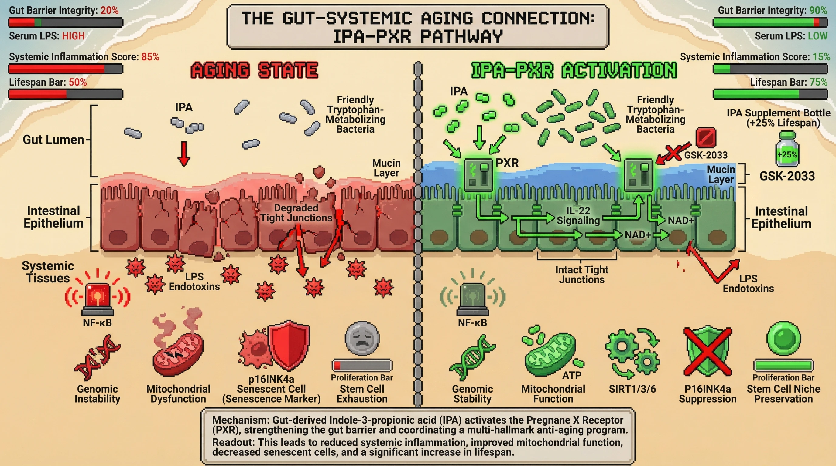 Infographic for: IPA-PXR signaling as a unified upstream controller of the hallmarks of aging
