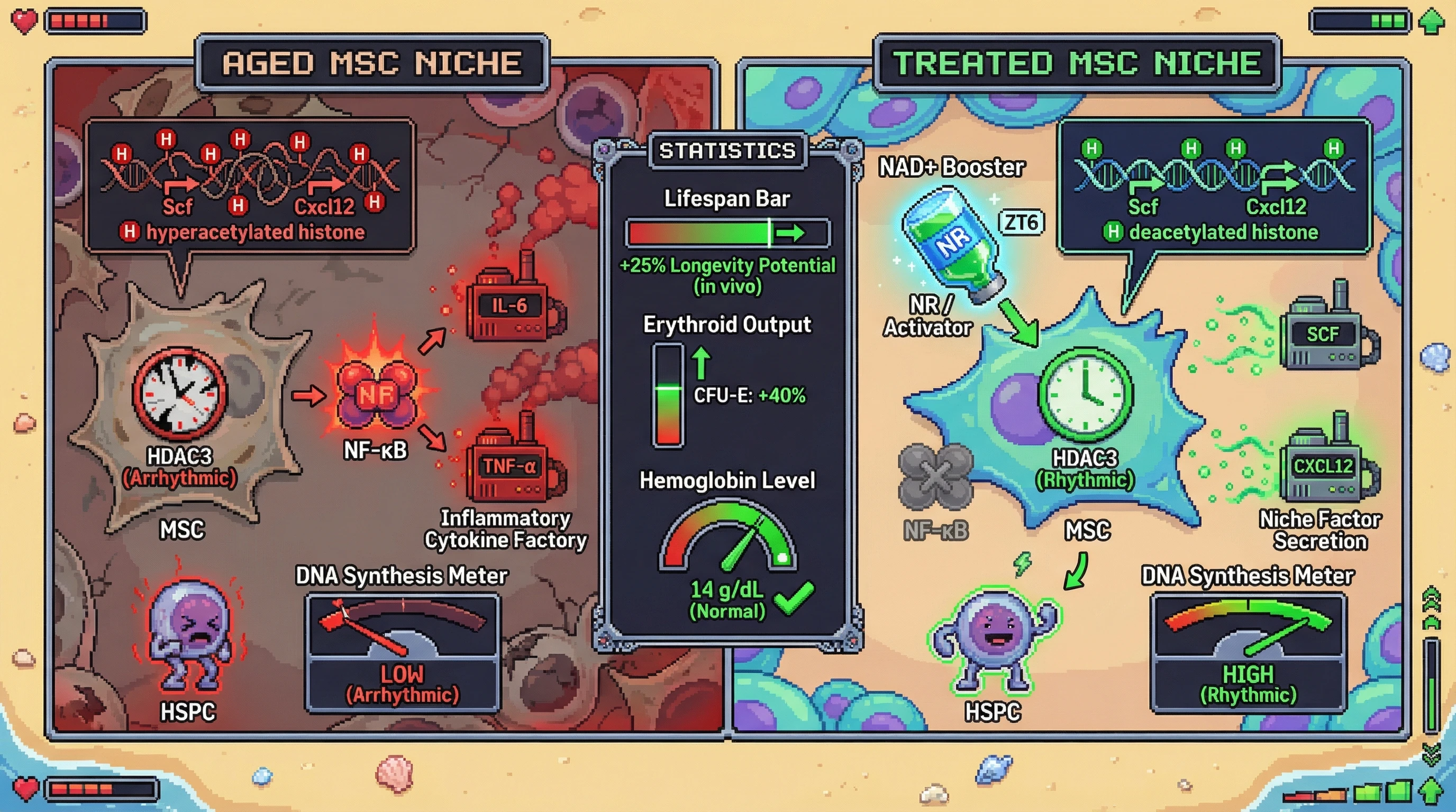 Infographic for: Timed HDAC3 Activation in Aged Mesenchymal Stromal Cells Restores Circadian Niche Signaling and Rescues Hematopoietic Function