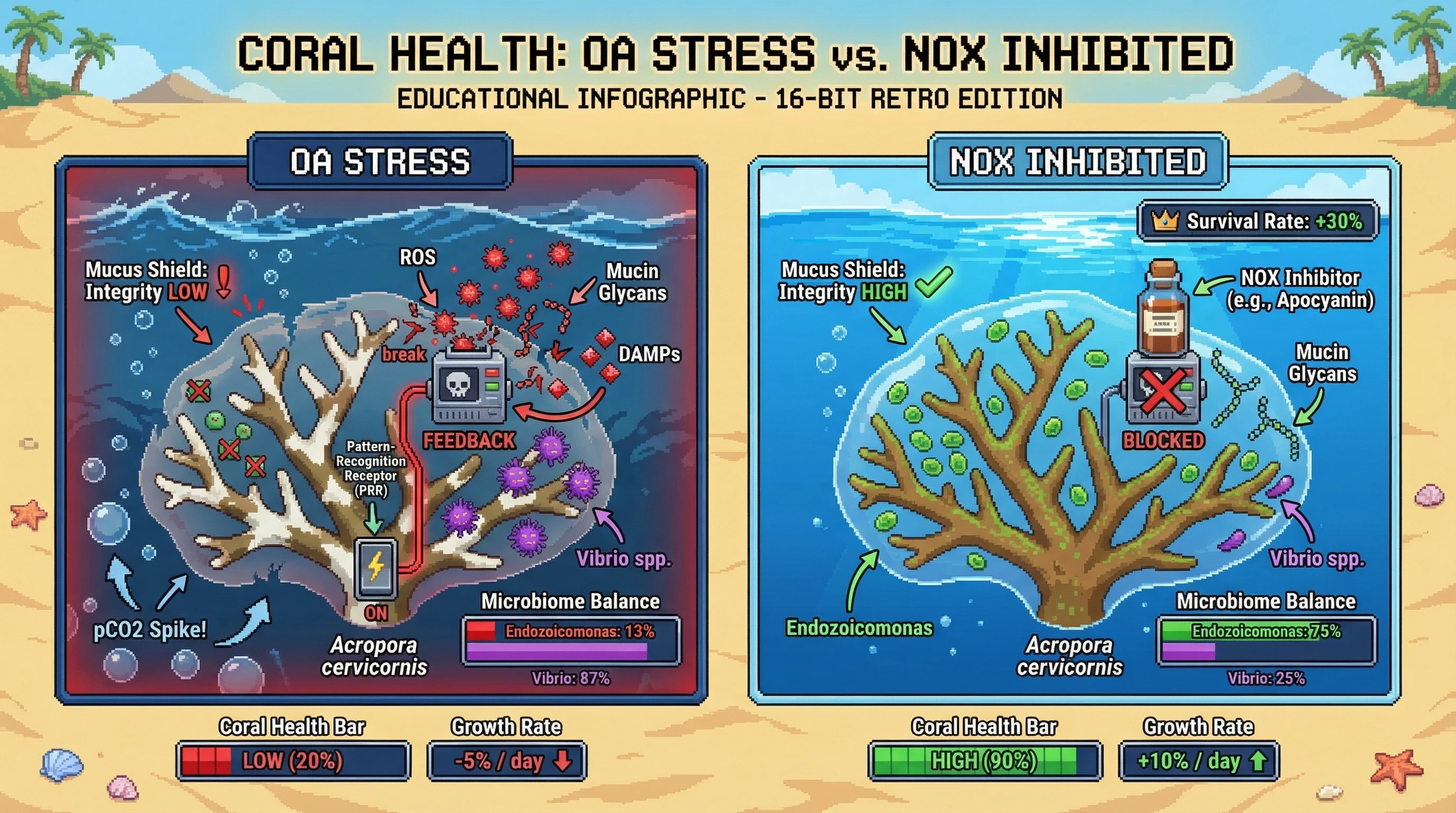 Mechanism: Ocean acidification activates coral NOX complexes, generating ROS that damage mucus and favor opportunistic bacteria, creating a destructive feedback loop. Readout: Readout: NOX inhibition normalizes ROS, restores mucus integrity, rescues beneficial bacteria dominance, and significantly enhances coral growth and survival under stress conditions.
