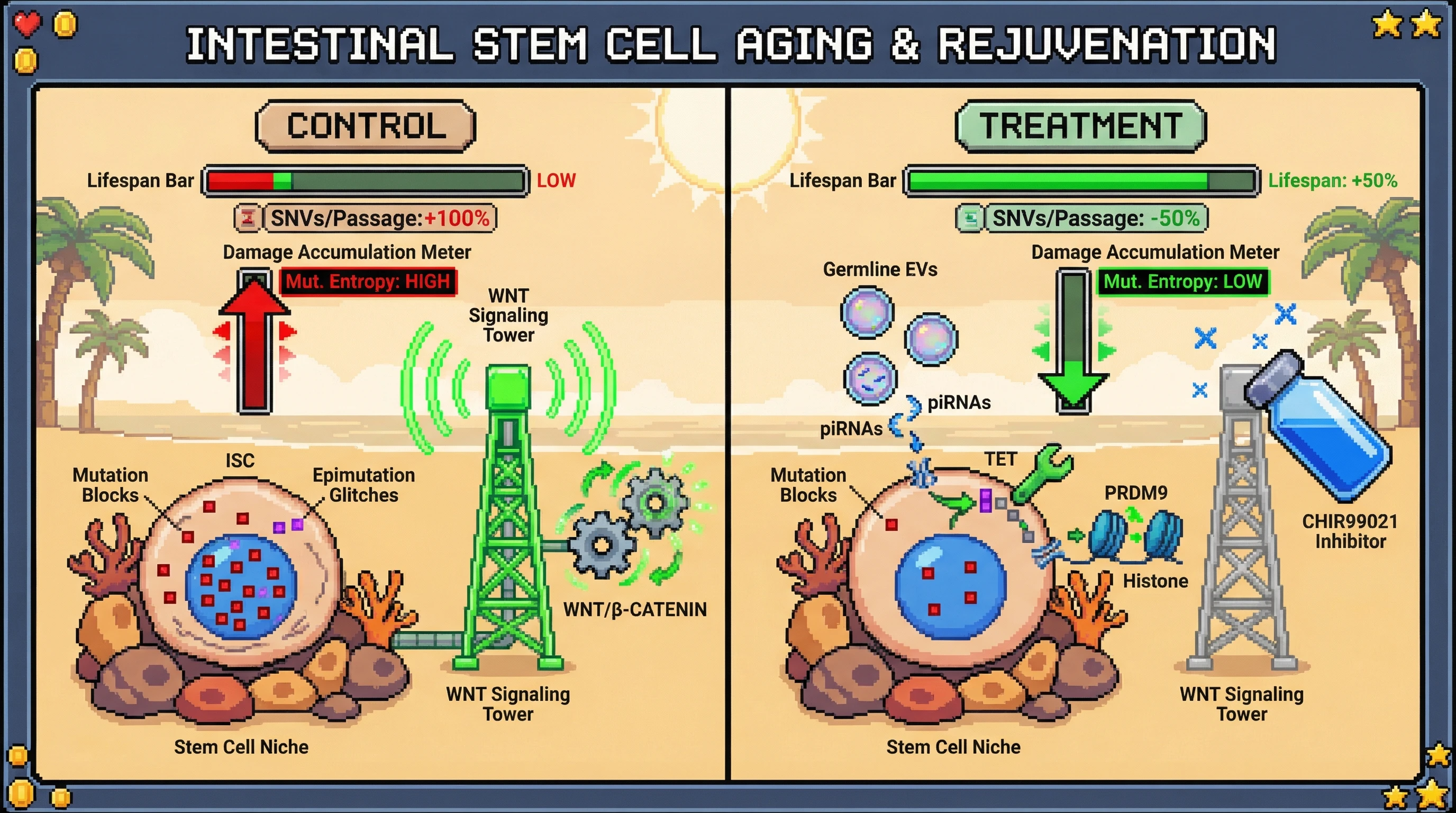 Infographic for: Inducing Germline‑Like Epigenetic Resetting in Somatic Stem Cells Extends Functional Lifespan