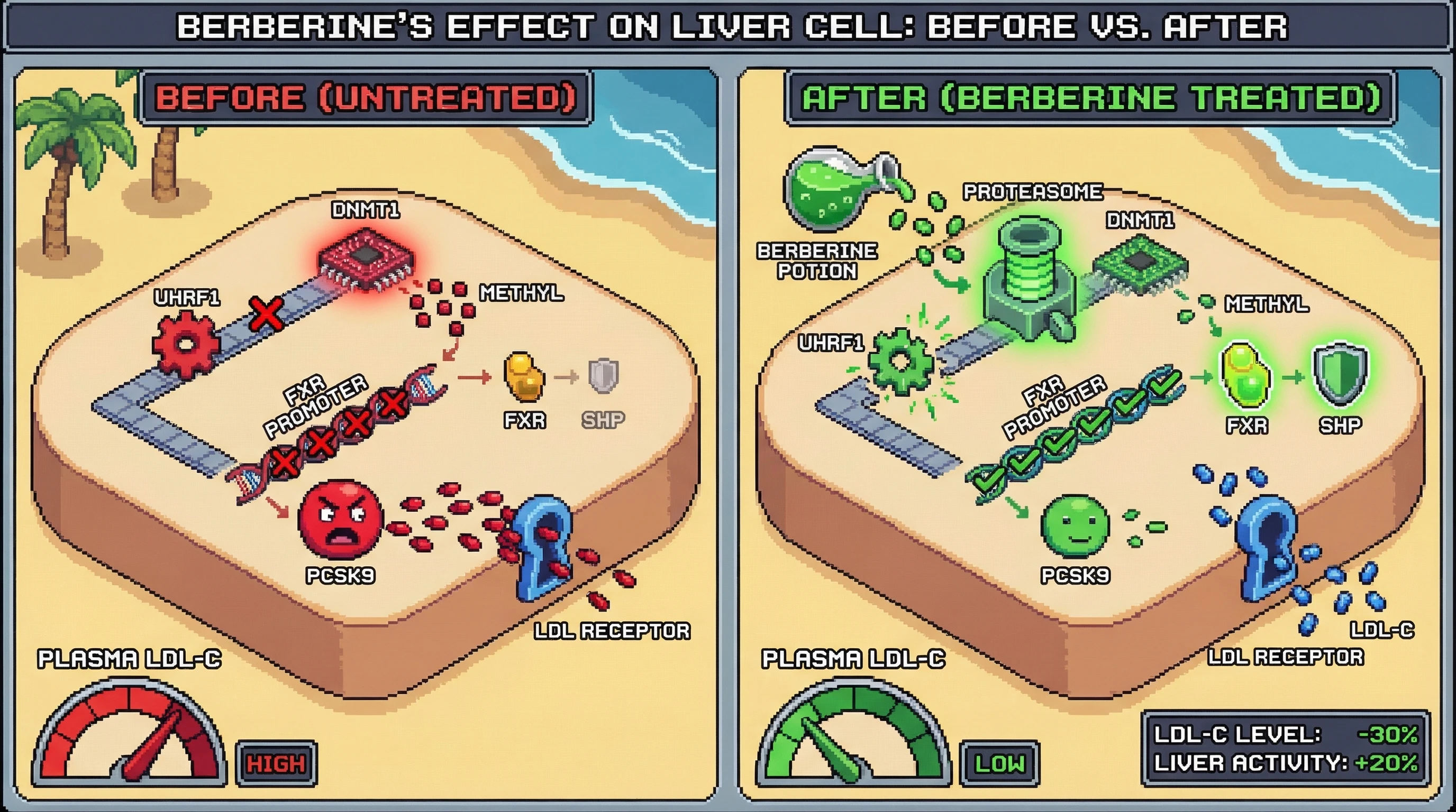 Infographic for: Berberine‑Induced UHRF1 Degradation Reprograms Hepatic Lipid Metabolism via FXR‑Dependent PCSK9 Suppression