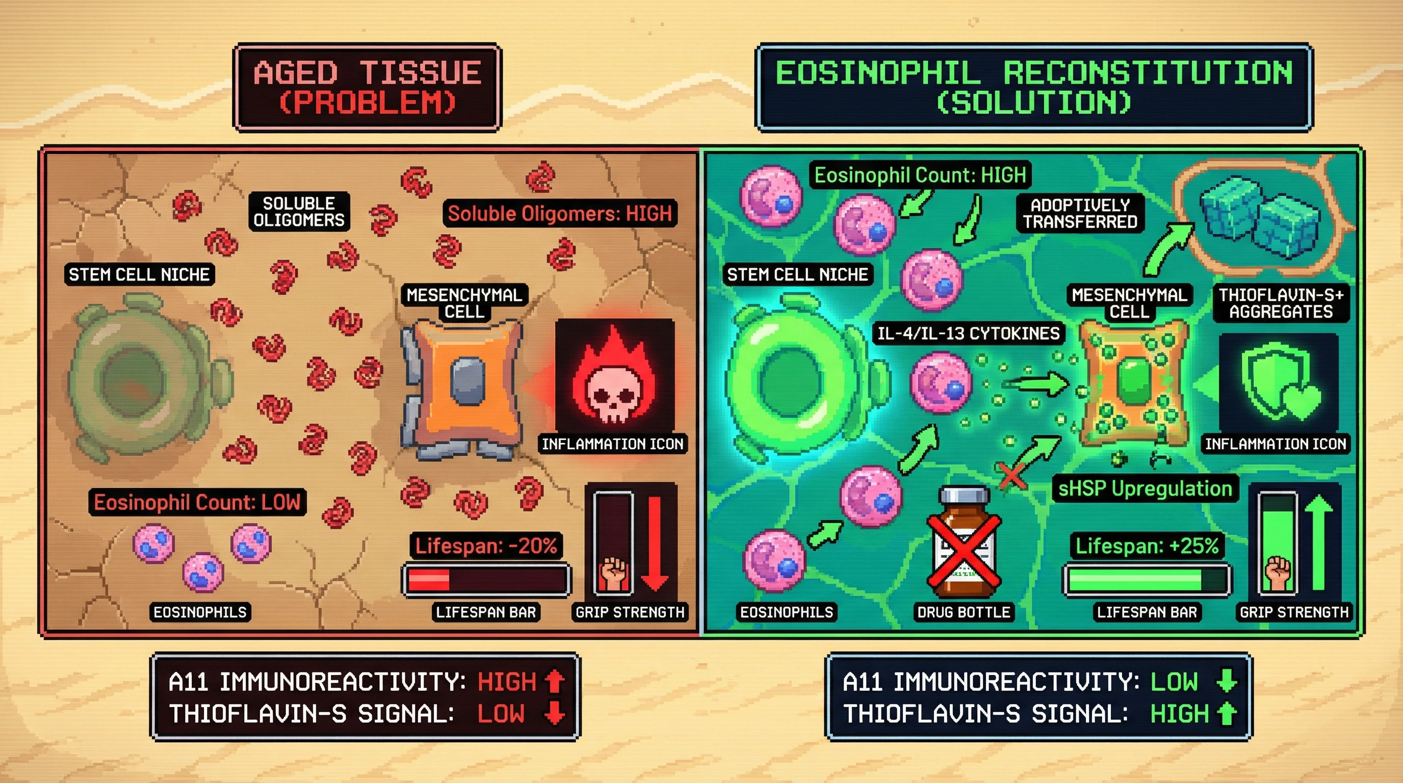Infographic for: Eosinophils as proteostasis sentinels: shifting soluble oligomers to inert aggregates as an age‑dependent adaptive mechanism