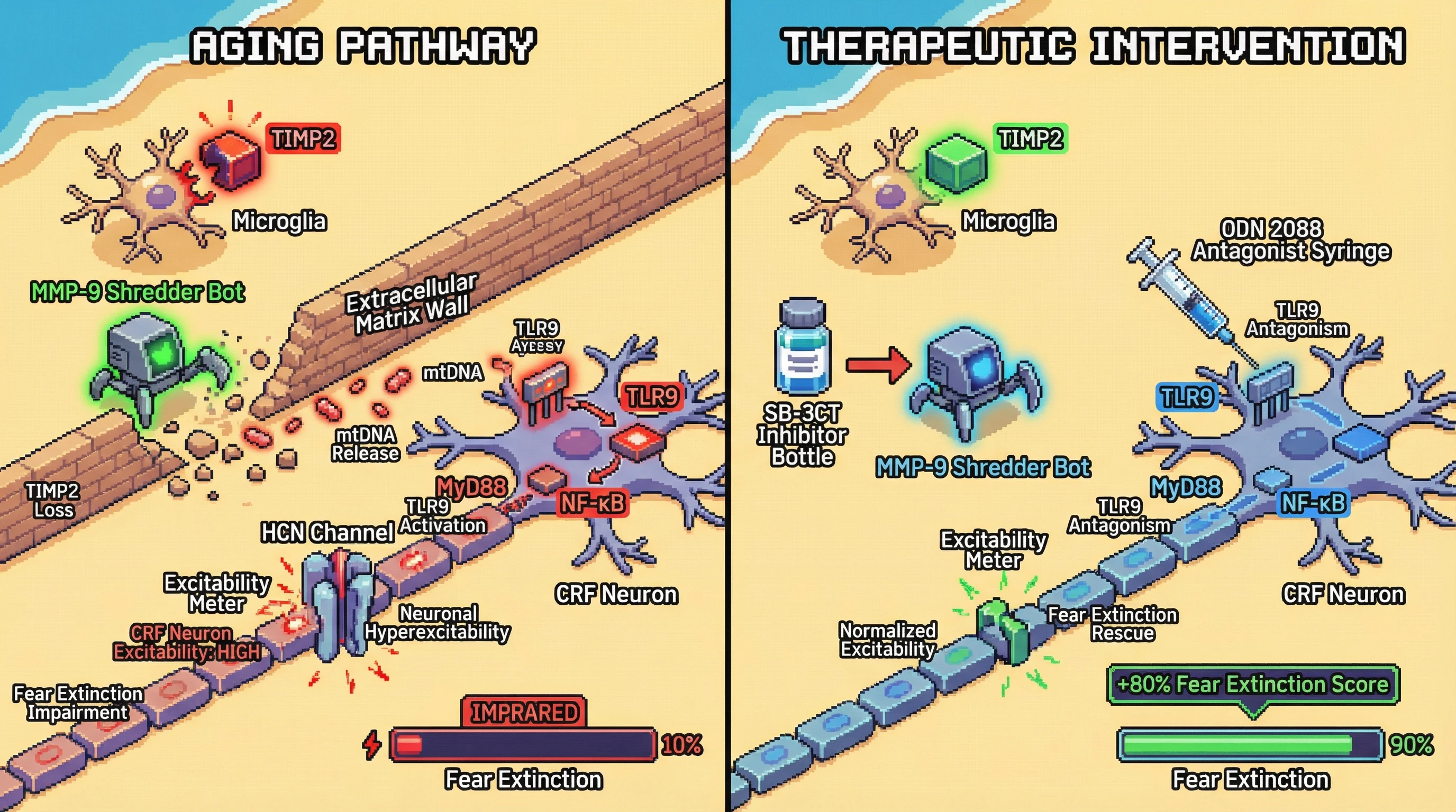 Infographic for: TIMP2 loss in microglia drives CRF neuron hyperexcitability via MMP‑9/TLR9 signaling to impair fear extinction in aging