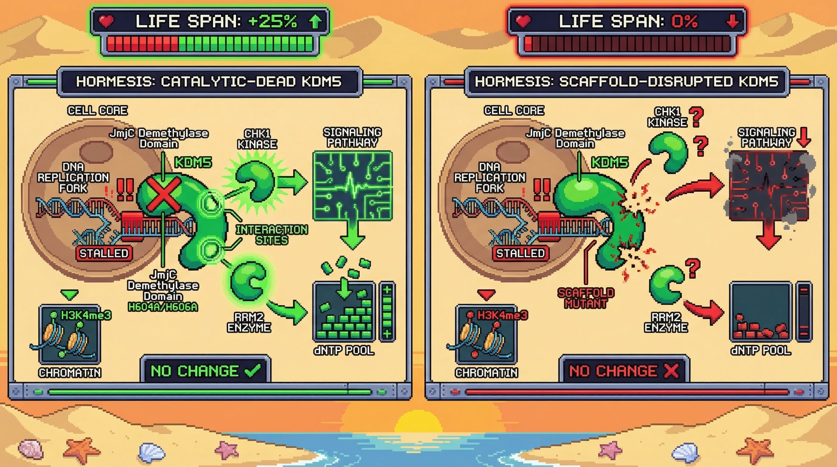 Infographic for: Hormetic Longevity Depends on the Scaffolding, Not Catalytic, Function of KDM5 Demethylases