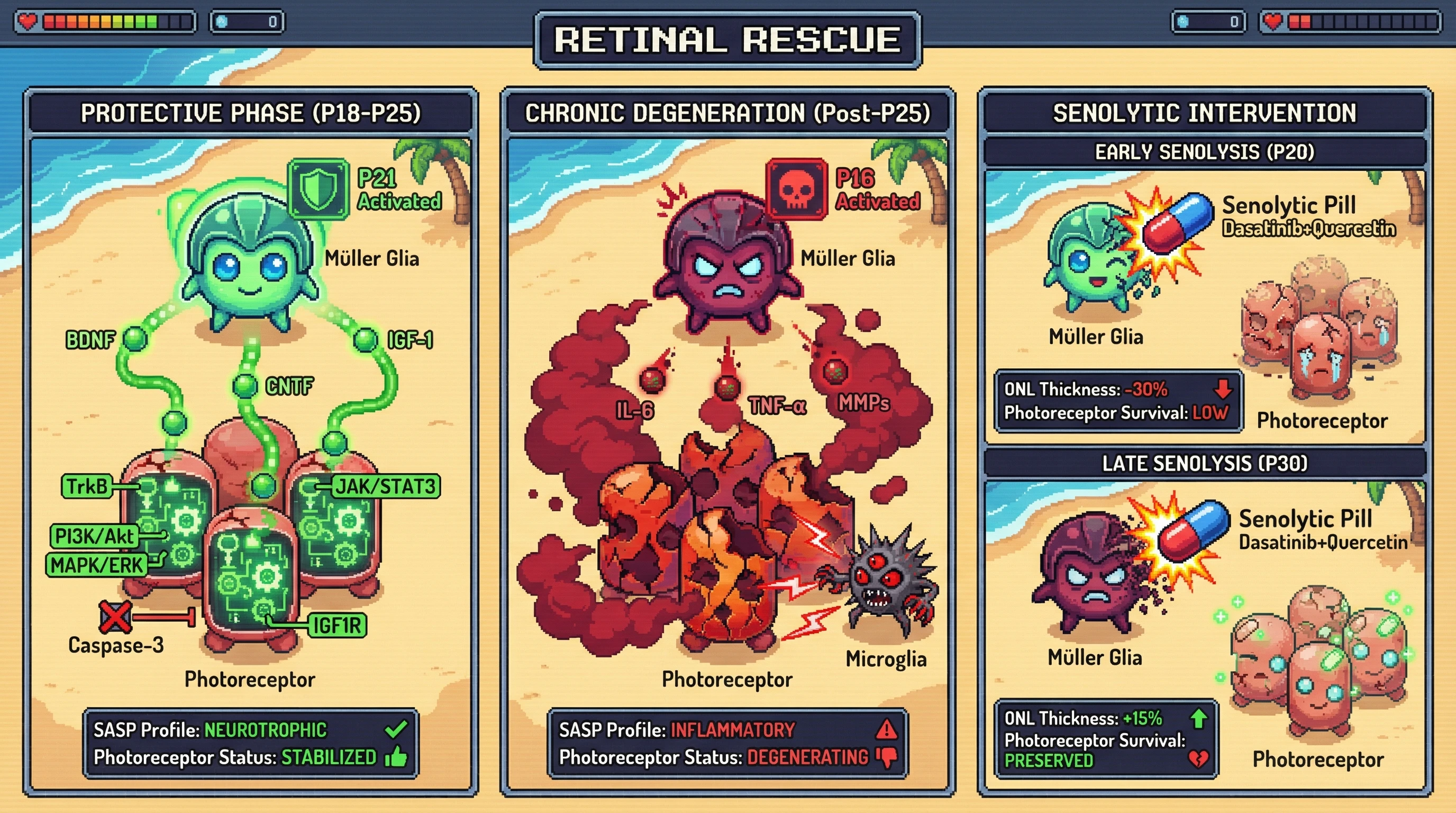 Infographic for: Transient Müller glial senescence as a neuroprotective chaperone in photoreceptor degeneration: a testable optogenetically‑guided senomorphic hypothesis