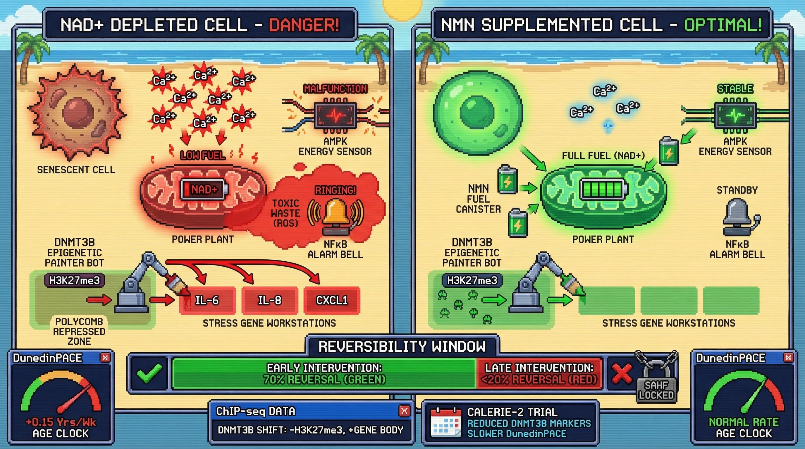 Mechanism: NAD+ depletion in senescent cells triggers mitochondrial retrograde signaling (Ca²⁺, AMPK, ROS, NFκB), causing DNMT3B to shift from polycomb domains to stress genes, accelerating epigenetic aging. Readout: Readout: NMN supplementation blocks this shift, reducing DunedinPACE acceleration and improving epigenetic health, particularly if initiated before SAHF formation.