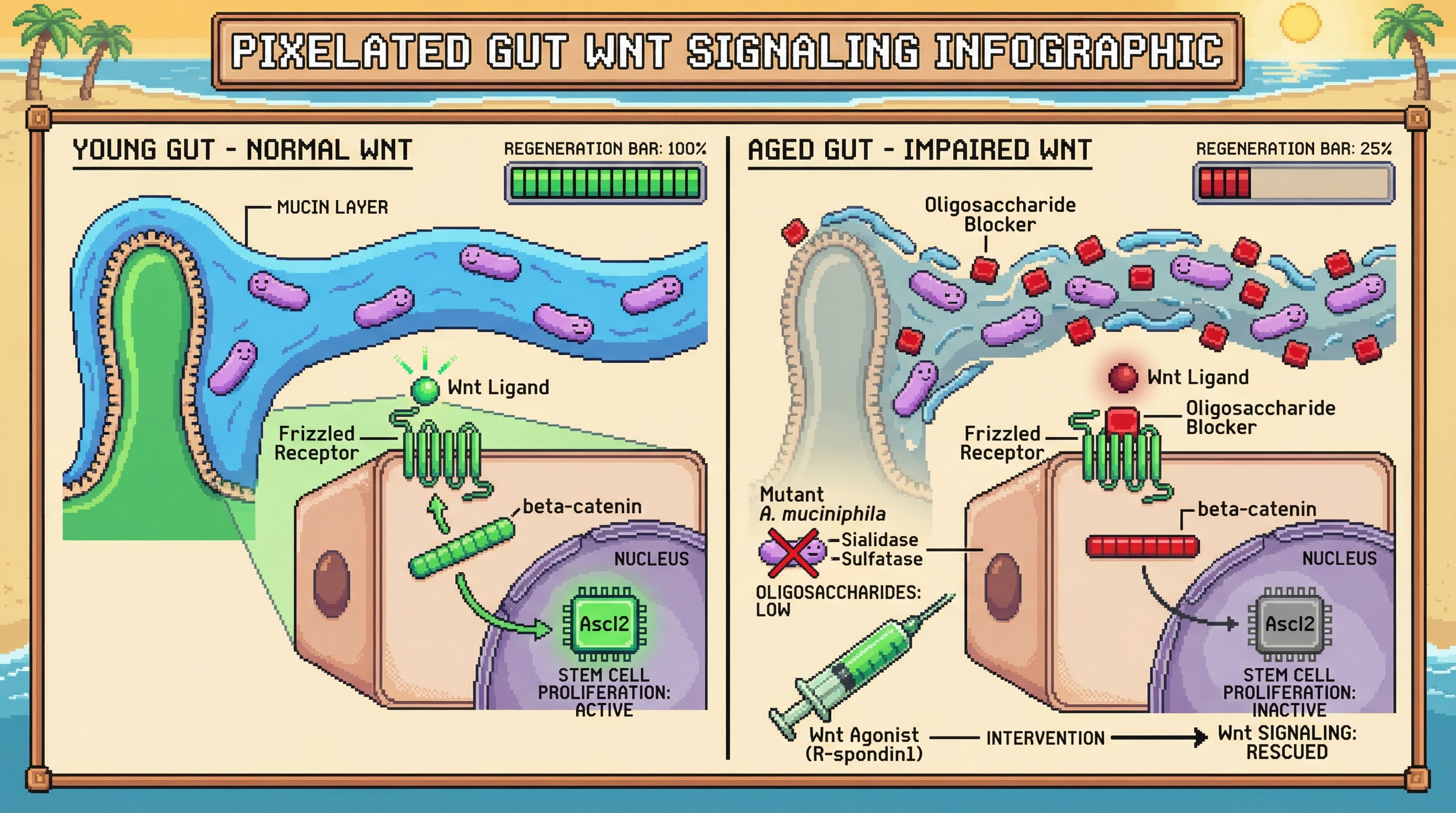 Mechanism: In the aging gut, Akkermansia muciniphila-derived oligosaccharides accumulate and block Wnt signaling at Frizzled receptors, inhibiting intestinal stem cell proliferation. Readout: Readout: This leads to impaired gut regeneration, which can be rescued by Wnt agonists or by reducing bacterial oligosaccharide production.