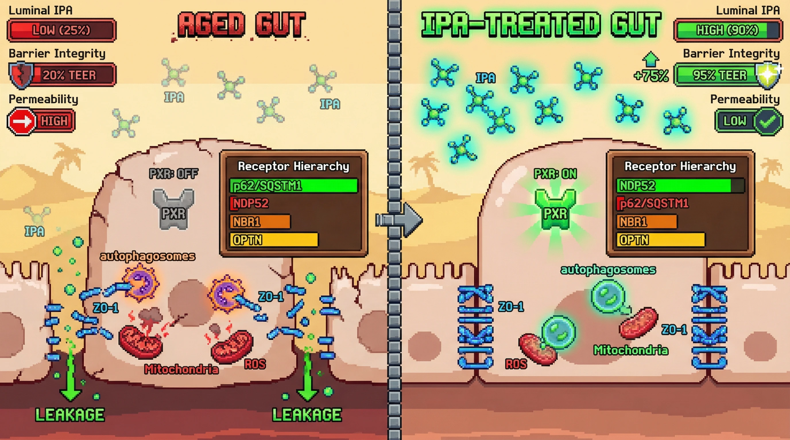 Infographic for: IPA-PXR signaling sets the autophagy receptor hierarchy that decides which gut epithelial components are sacrificed during aging