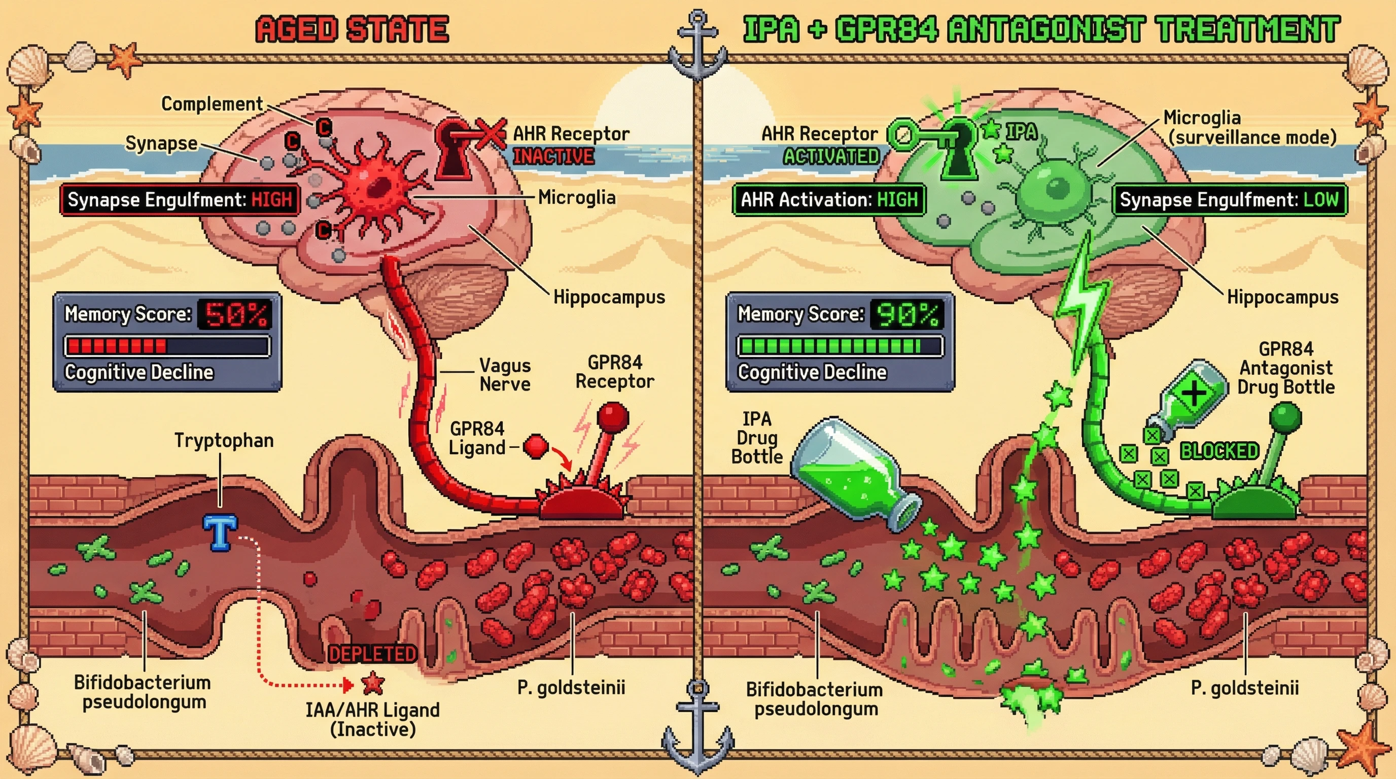 Infographic for: Microbial Tryptophan Catabolism Gates Vagal-Hippocampal Signaling in Age-Related Cognitive Decline