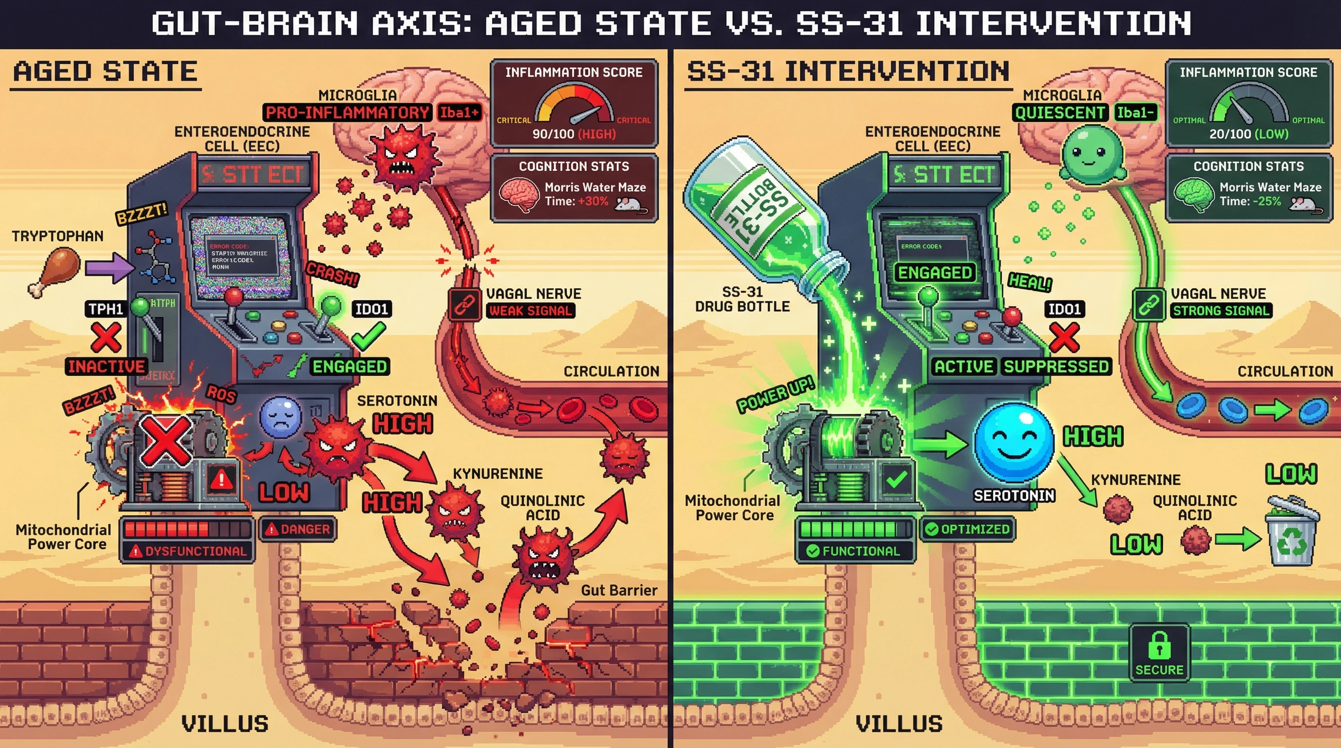 Infographic for: Mitochondrial Dysfunction in Gut Enteroendocrine Cells Drives Inflammaging via Serotonergic and Kynurenine Pathway Dysregulation