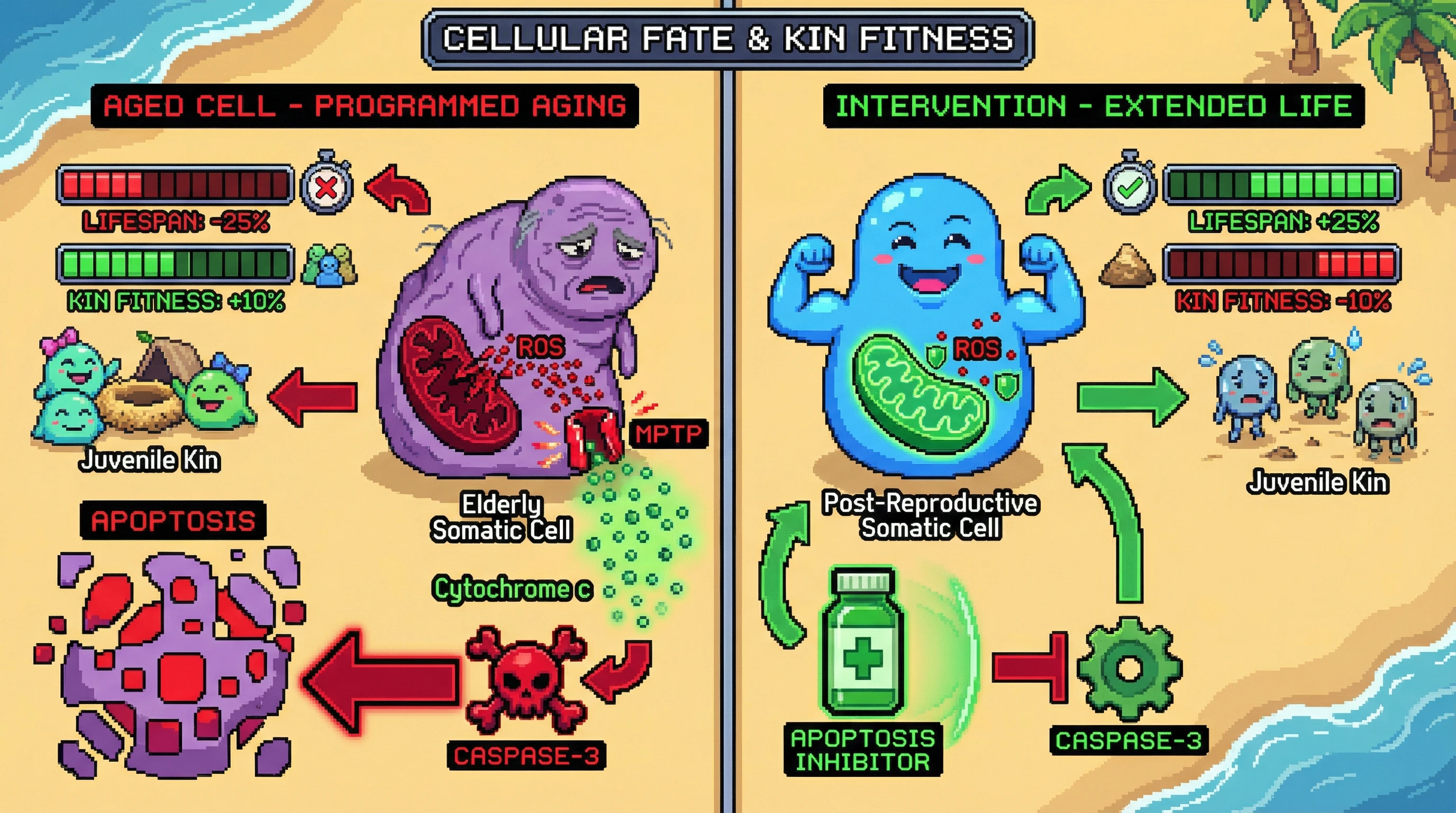Infographic for: Aging as a Kin-Selected Phenoptotic Program Mediated by Mitochondrial ROS Signaling