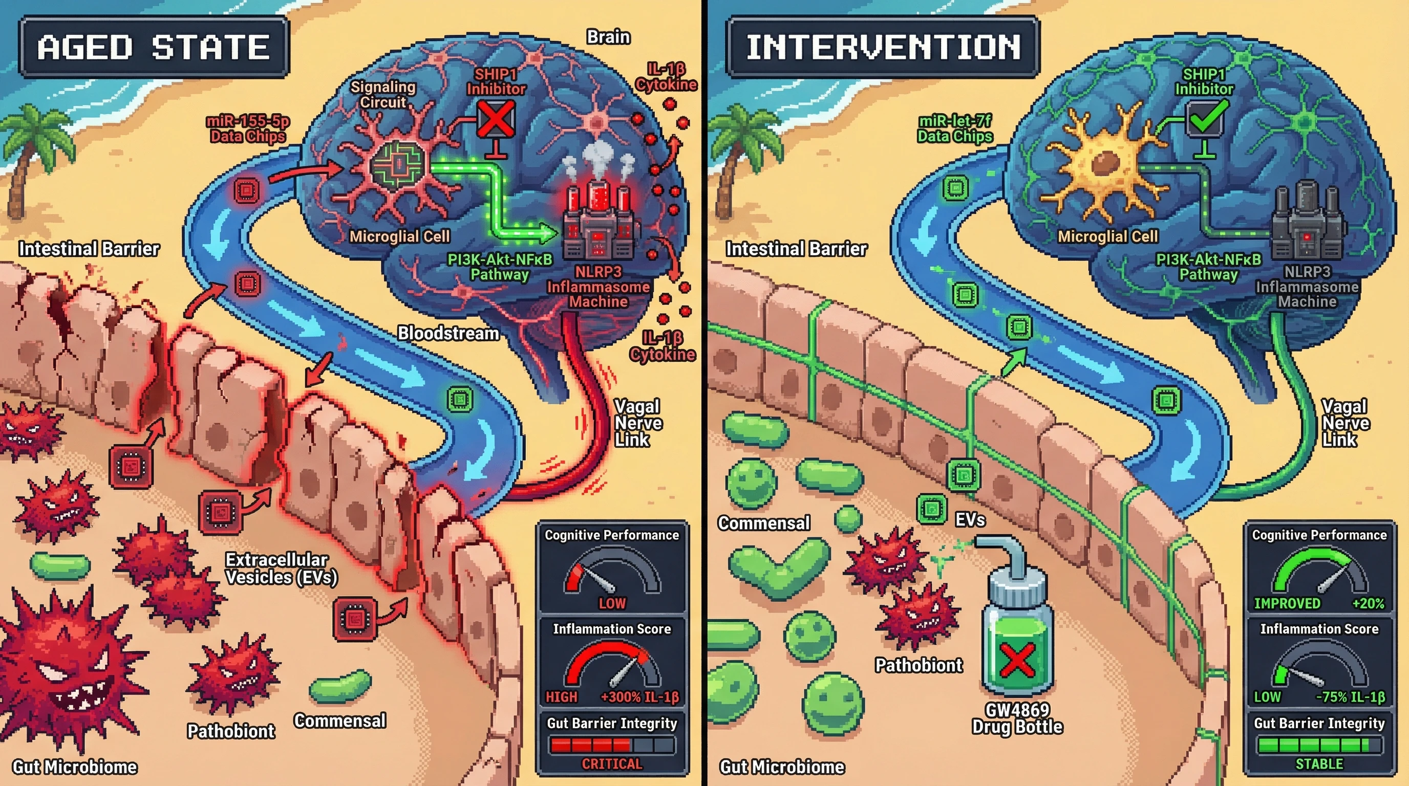 Mechanism: In aging, gut pathobionts release miR-155-5p-enriched EVs that travel to the brain, activating microglial NLRP3 inflammasomes via SHIP1 suppression, driving neuroinflammation. Readout: Readout: Inhibiting EV release with GW4869 reduces microglial activation, decreases IL-1β, and improves cognitive performance.