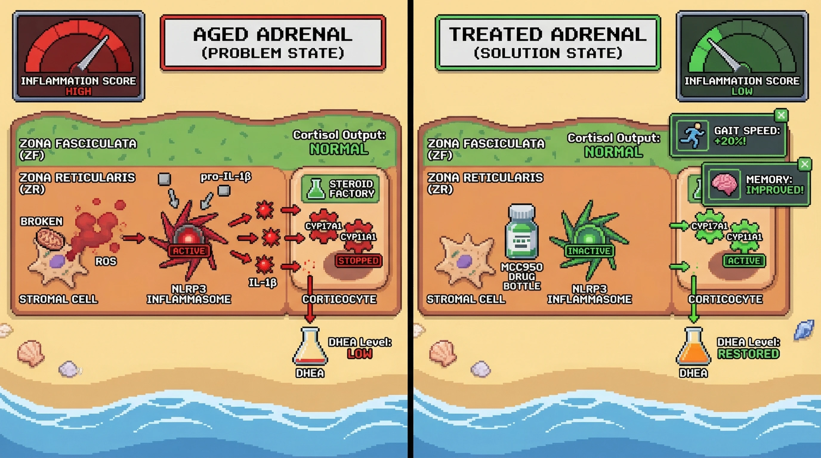 Infographic for: Adrenal Zona Reticularis Senescence Driven by Mitochondrial ROS‑NLRP3 Inflammasome Crosstalk: A Testable Mechanism of Adrenopause