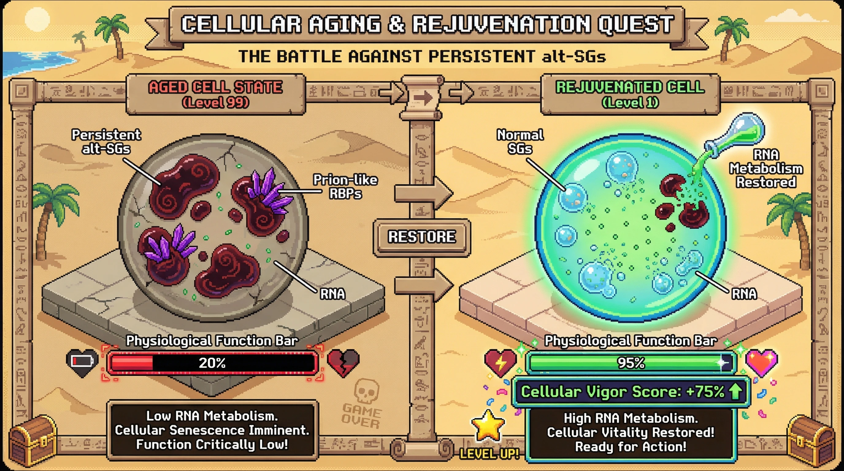 Infographic for: Aging starts at the level of phase-separated biomolecular condensates