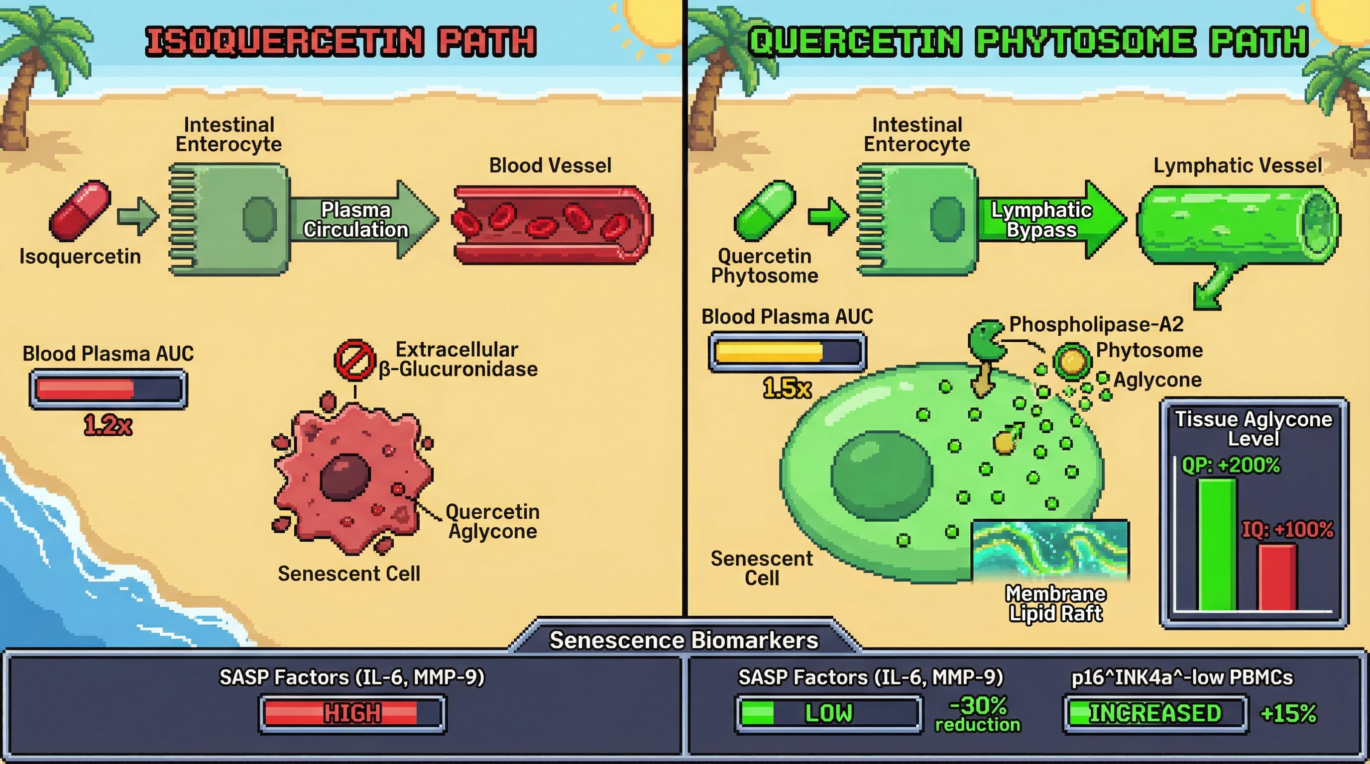 Mechanism: Quercetin phytosome enhances senolytic activity by promoting lymphatic uptake and intracellular release of quercetin aglycone directly into senescent cells. Readout: Readout: This leads to significantly higher tissue aglycone levels (2x) and a greater reduction in SASP factors (30% reduction in IL-6, MMP-9) compared to isoquercetin.