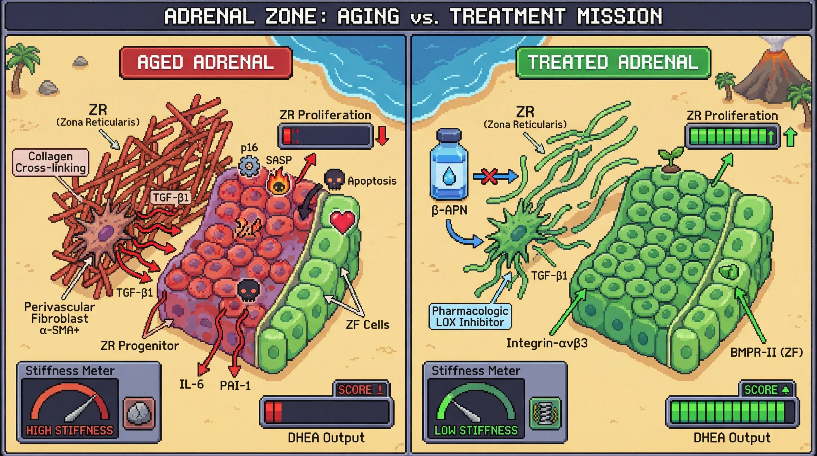 Mechanism: Age-related collagen cross-linking stiffens the adrenal ECM, activating perivascular fibroblasts to secrete TGF-β1, driving senescence and loss of ZR progenitors. Readout: Readout: Pharmacologic LOX inhibition reduces adrenal stiffness and restores DHEA output while preserving ZR thickness.