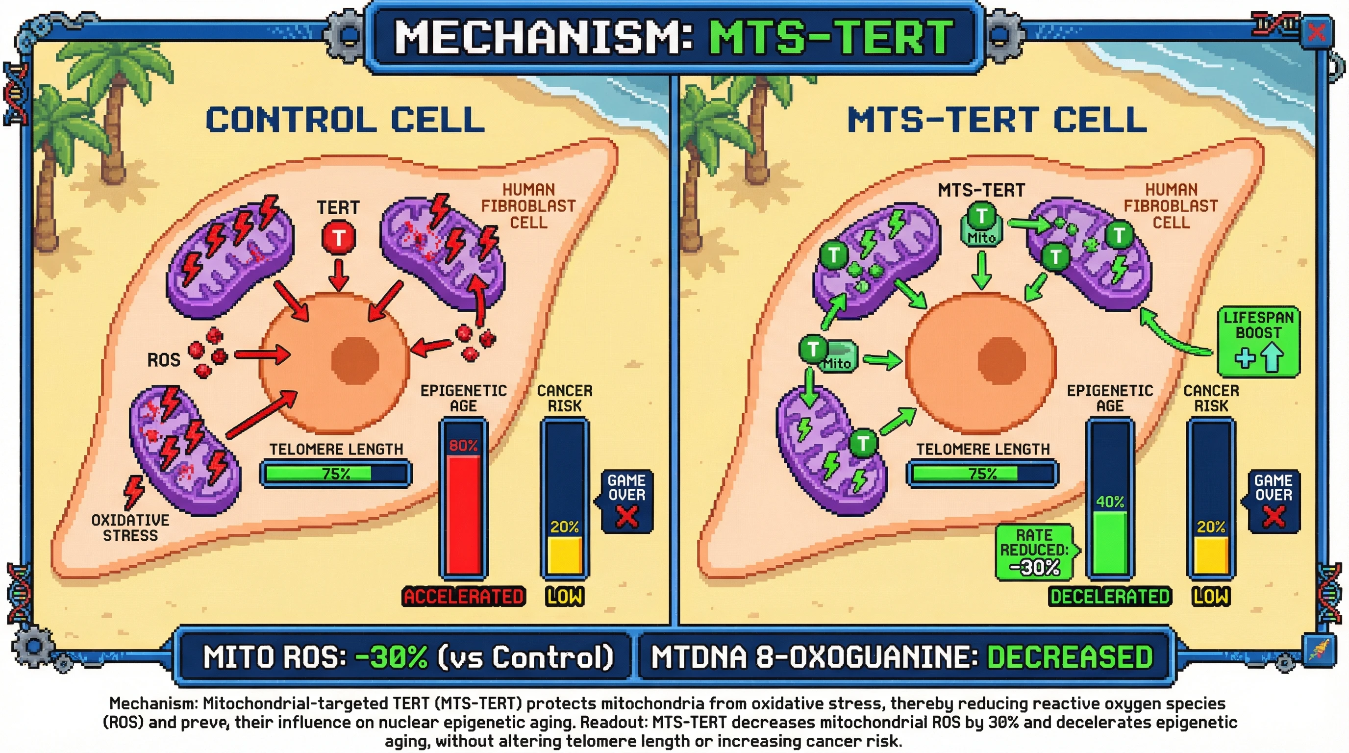 Infographic for: TERT's Mitochondrial Shield Hypothesis: Decoupling Epigenetic Aging from Telomere Length via Non‑Canonical Protection