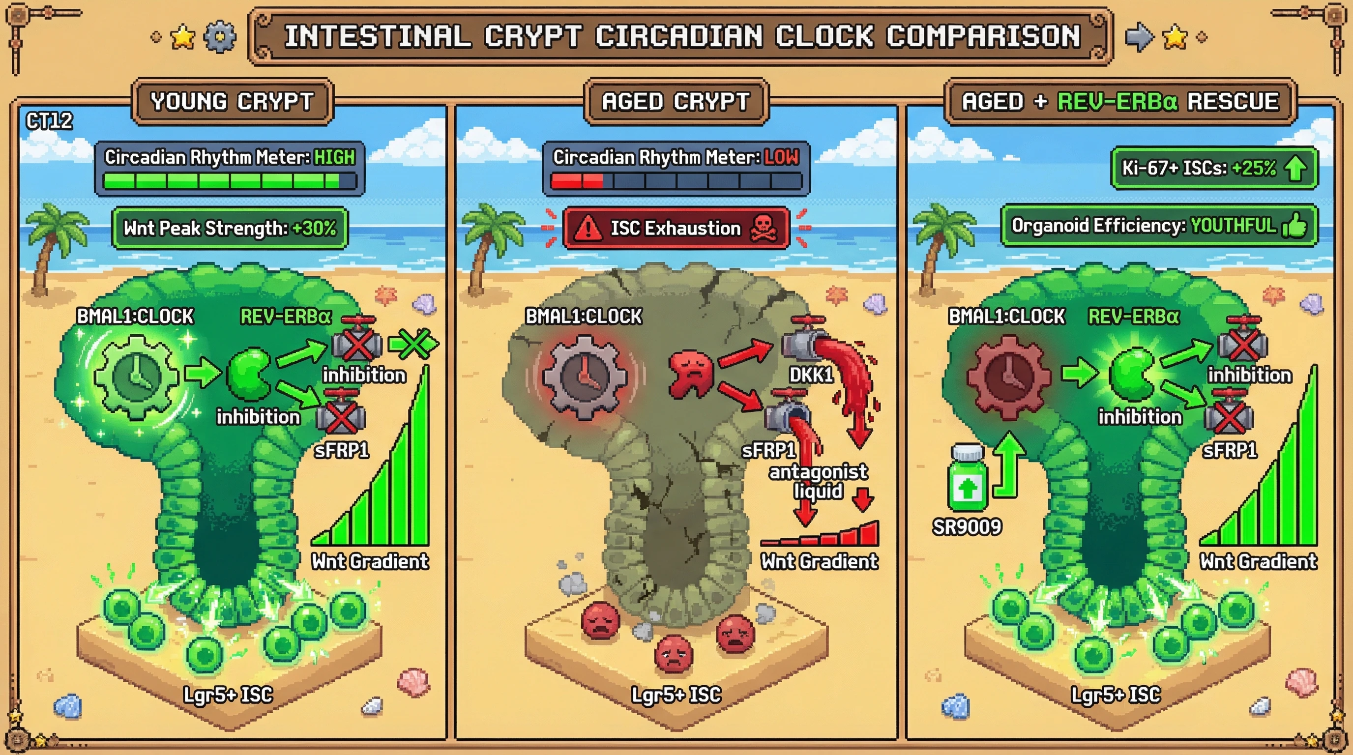 Infographic for: Circadian gating of Wnt inhibitor expression maintains intestinal stem cell gradient and restricts aging