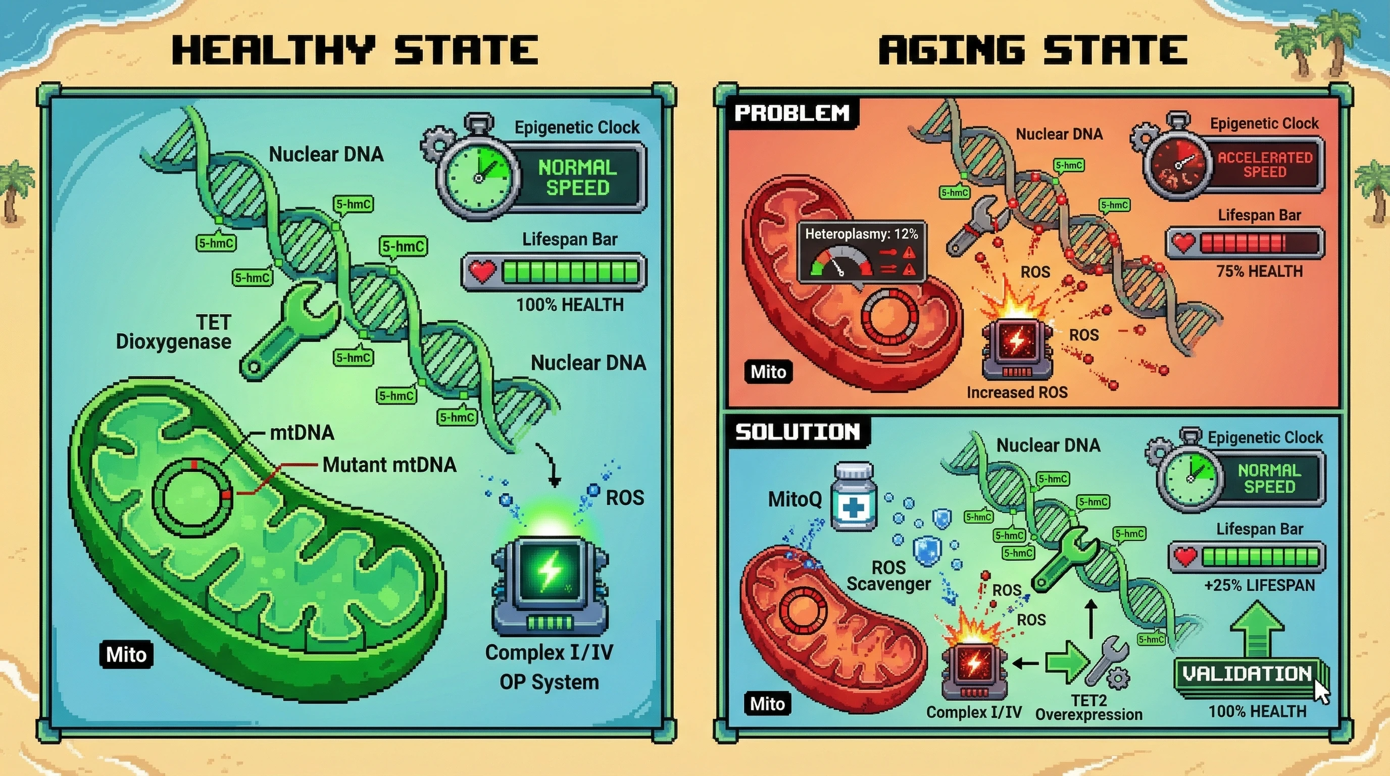Infographic for: Mitochondrial Heteroplasmy Thresholds Gate Nuclear Epigenetic Aging via ROS‑Dependent TET Inhibition
