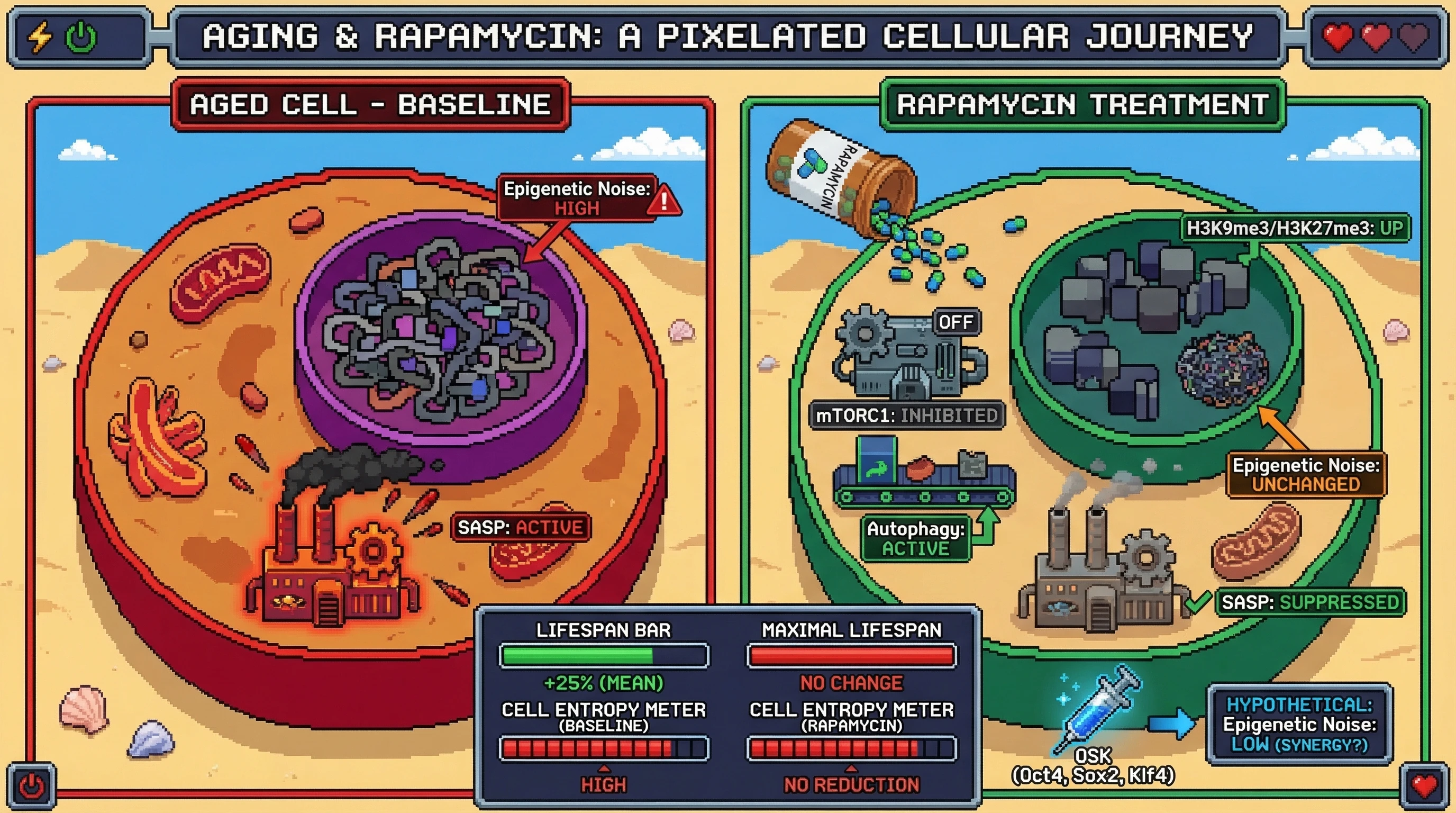 Mechanism: Rapamycin inhibits mTORC1, suppressing SASP and activating autophagy, which extends mean lifespan by mimicking nutrient scarcity. Readout: Readout: While mean epigenetic age improves and mean lifespan increases, epigenetic noise and cell-to-cell variability remain unchanged, indicating persistent molecular memory of damage.