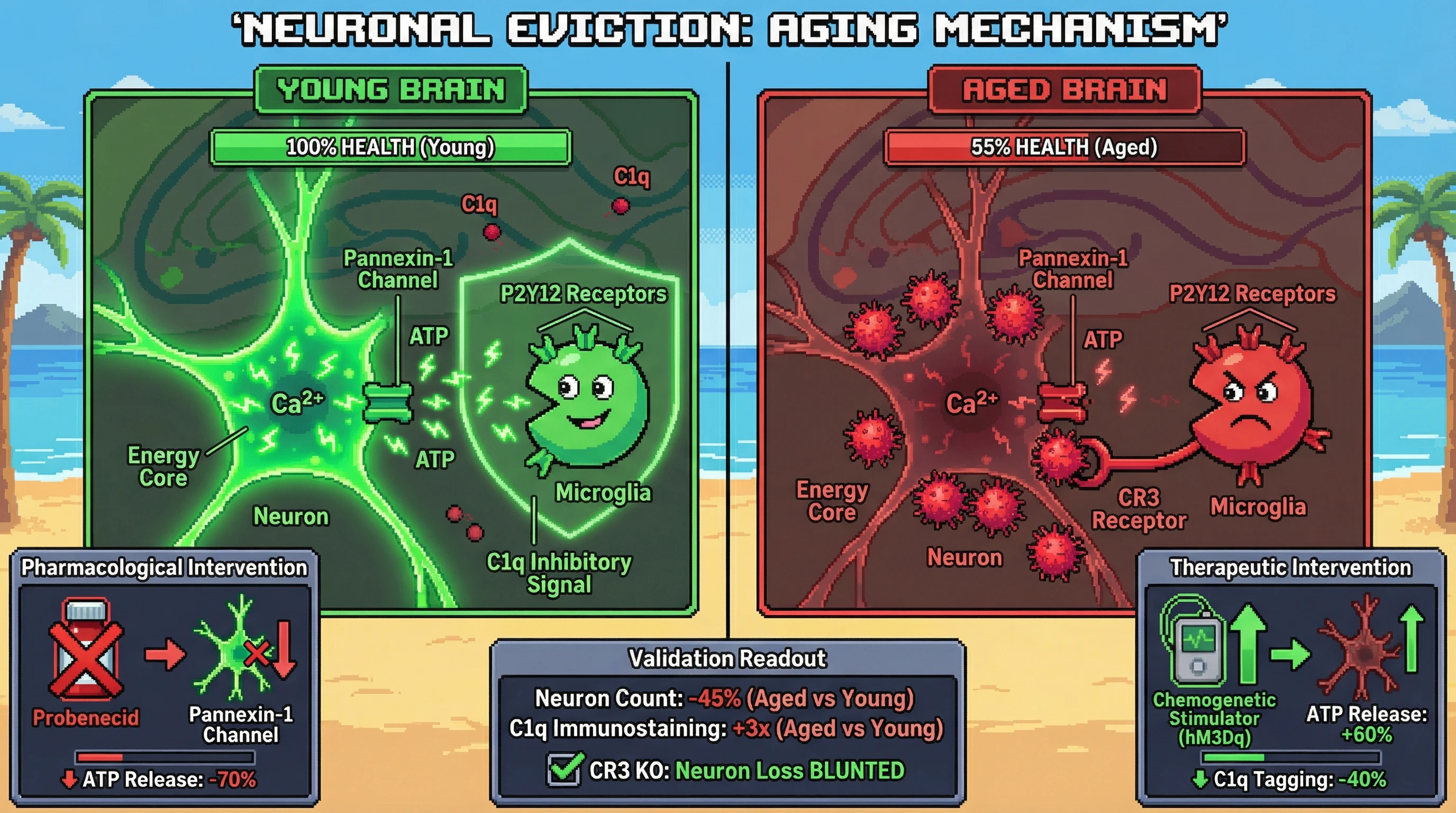 Infographic for: Activity‑Dependent C1q Tagging Mediates Selective Neuronal Eviction in the Aging Brain