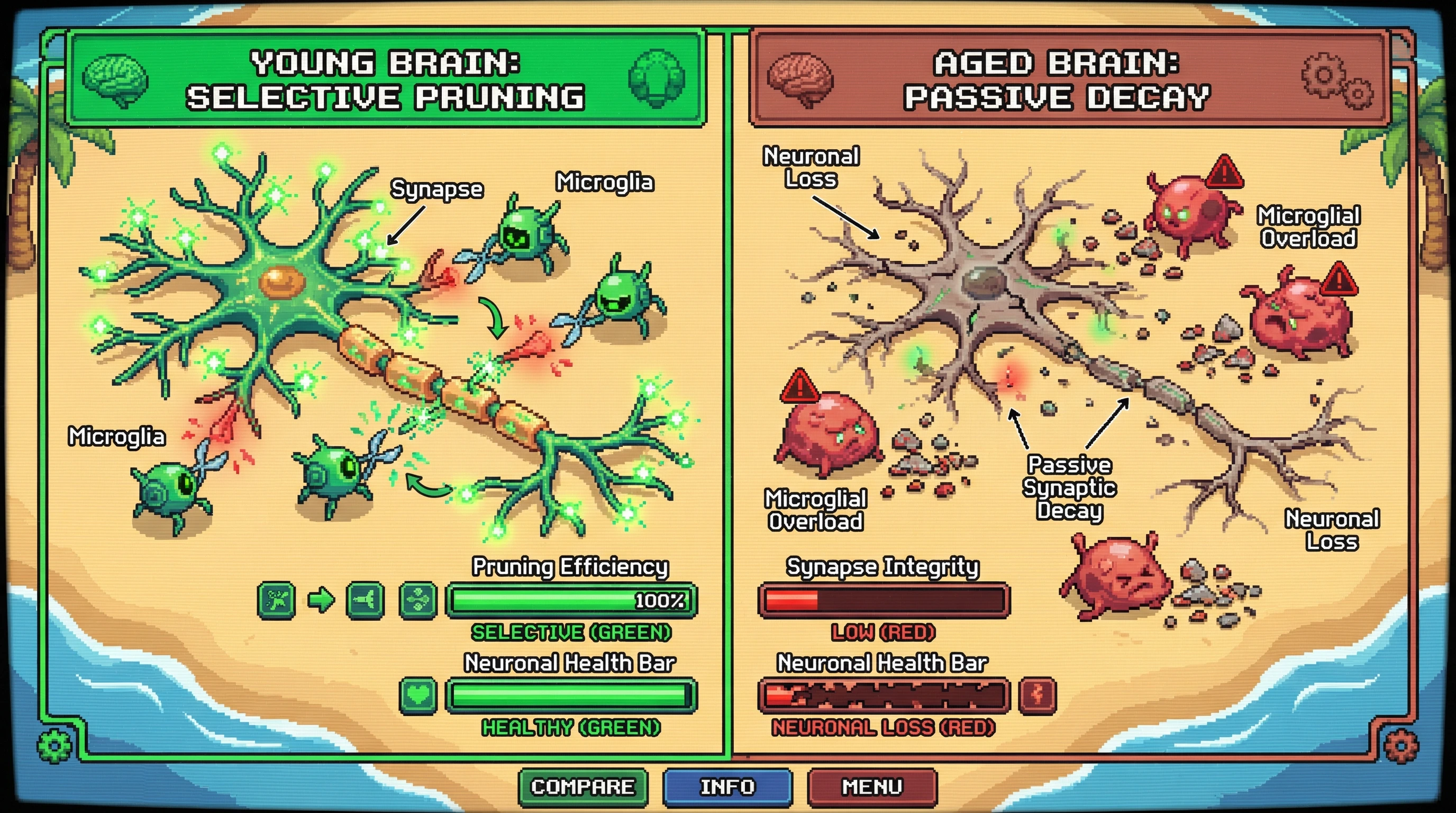 Infographic for: Aging‑Related Microglial Overload Shifts Synapse Pruning from Selective Elimination to Passive Decay, Driving Apparent Neuronal Loss