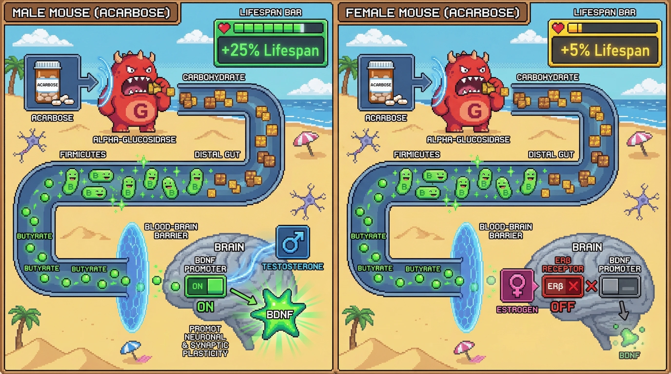 Infographic for: Butyrate-Induced BDNF as a Mediator of Acarbose's Sex-Specific Lifespan Extension: A Gut-Brain Axis Hypothesis