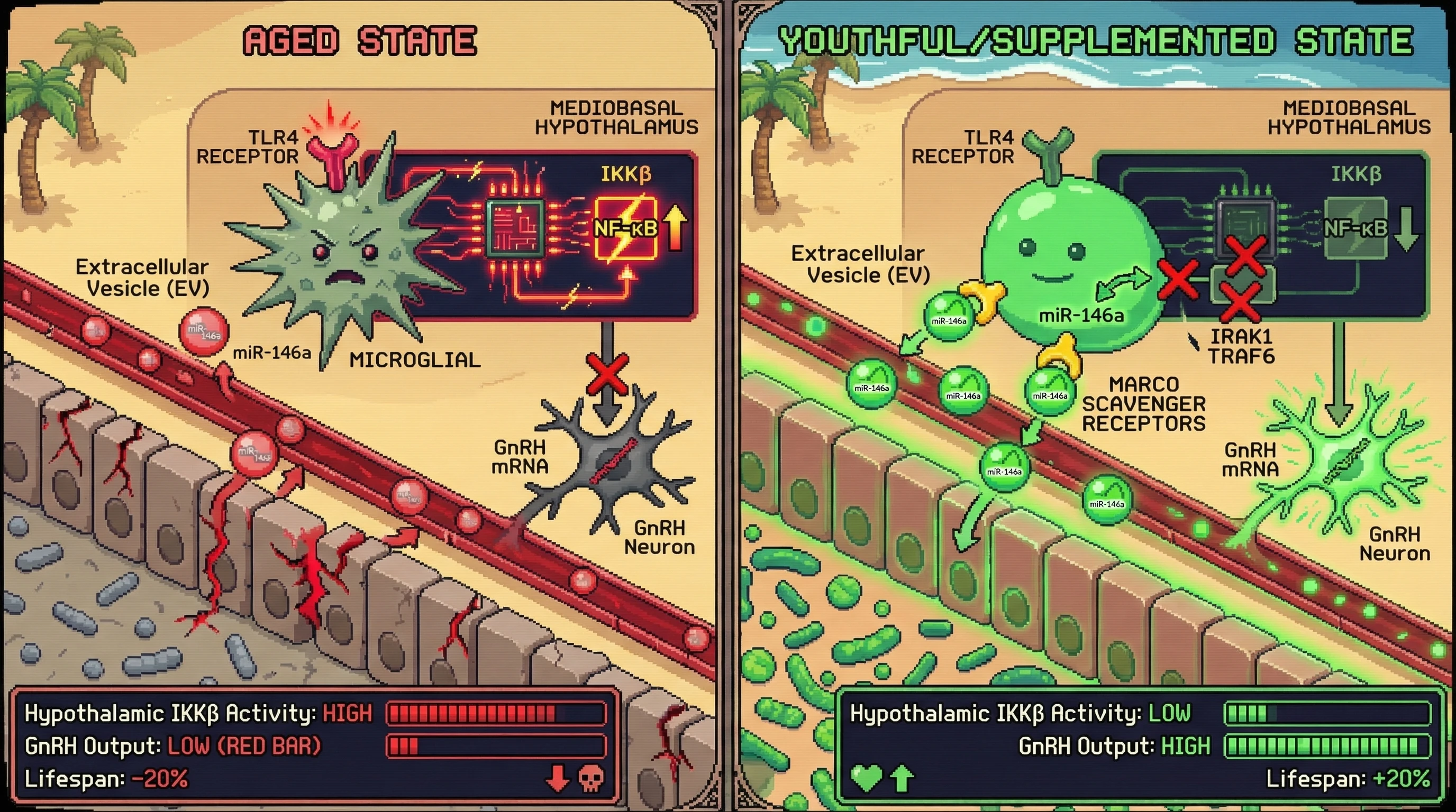 Infographic for: Microbial extracellular vesicle depletion drives hypothalamic IKKβ activation and GnRH loss in aging