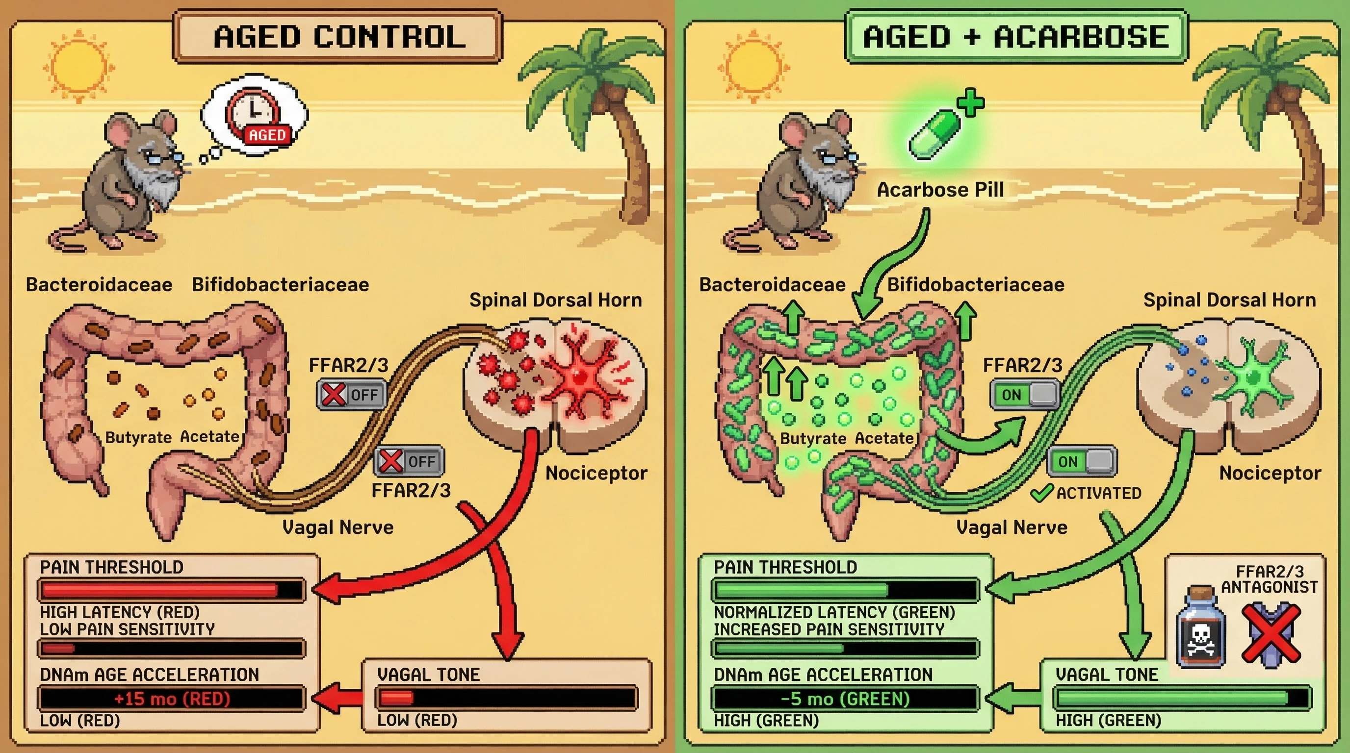 Mechanism: Acarbose treatment enriches SCFA-producing gut bacteria, increasing butyrate which activates FFAR2/3 receptors on the vagal nerve to reduce neuroinflammation. Readout: Readout: This normalizes nociceptor sensitization, decreasing heat pain threshold, reducing DNAm age acceleration, and increasing vagal tone in aged mice.