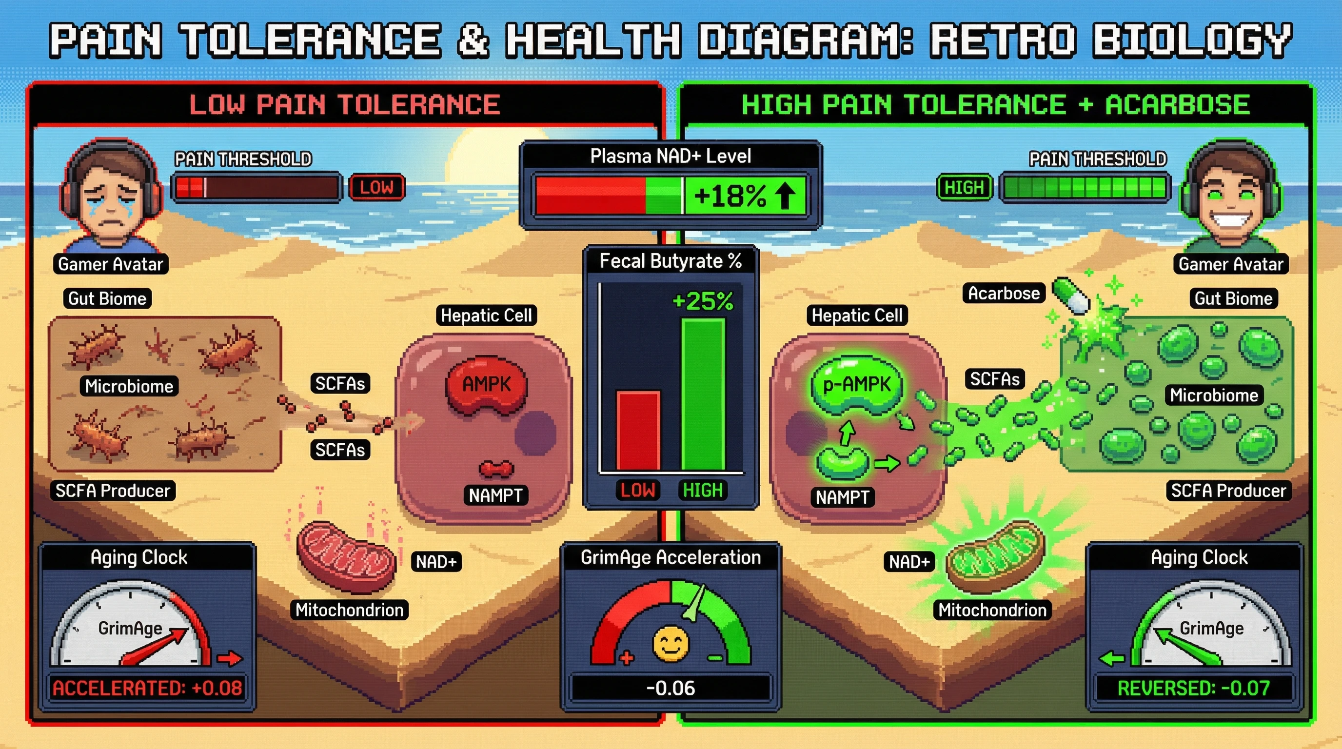 Mechanism: High pain tolerance correlates with a robust microbiome-SCFA-AMPK pathway, driving NAD+ salvage and improved aging markers, a process significantly enhanced by acarbose treatment. Readout: Readout: Acarbose intervention in individuals with high pain tolerance leads to a 15%+ increase in plasma NAD+ and a 0.05+ reduction in GrimAge acceleration.