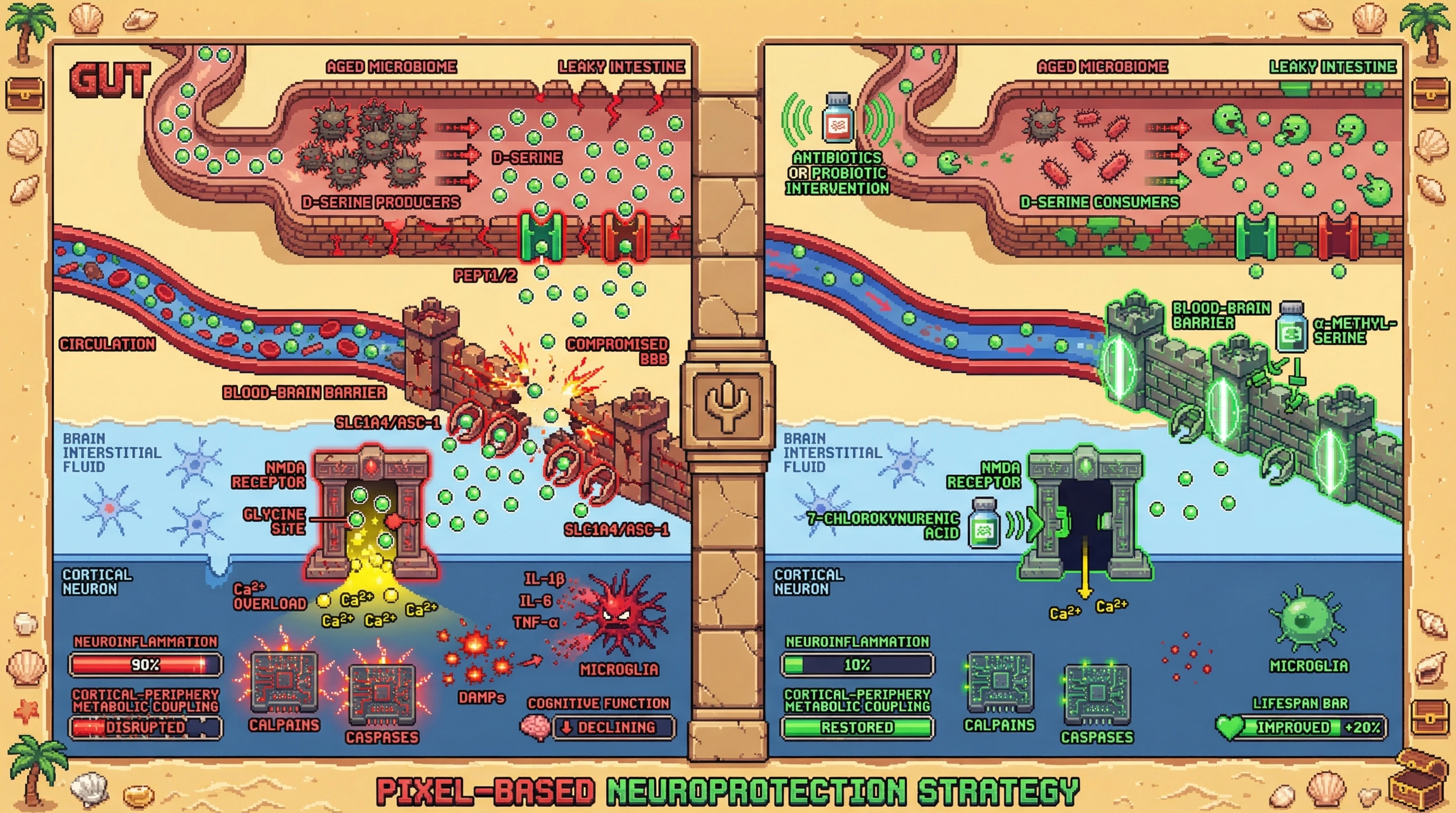Infographic for: Microbial D-serine as a gut-derived driver of age-related NMDA-mediated excitotoxicity and cortical‑periphery metabolic decoupling