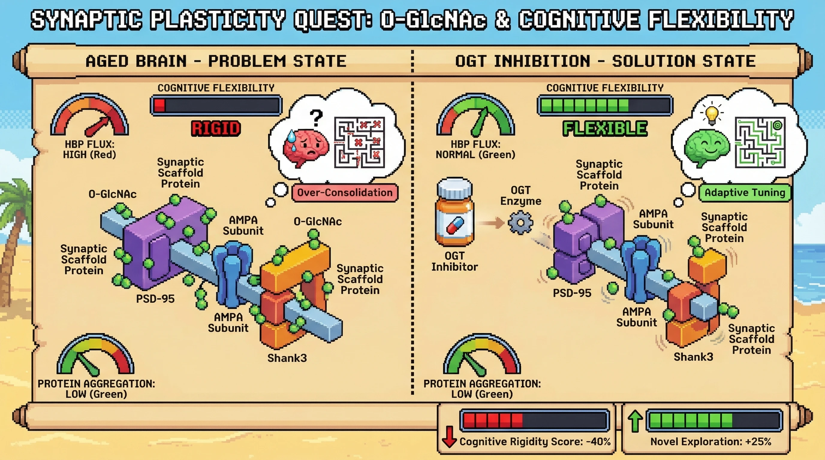 Infographic for: O-GlcNAc-Mediated Synaptic Stabilization as a Molecular Mechanism of Age-Related Cognitive Over-Consolidation