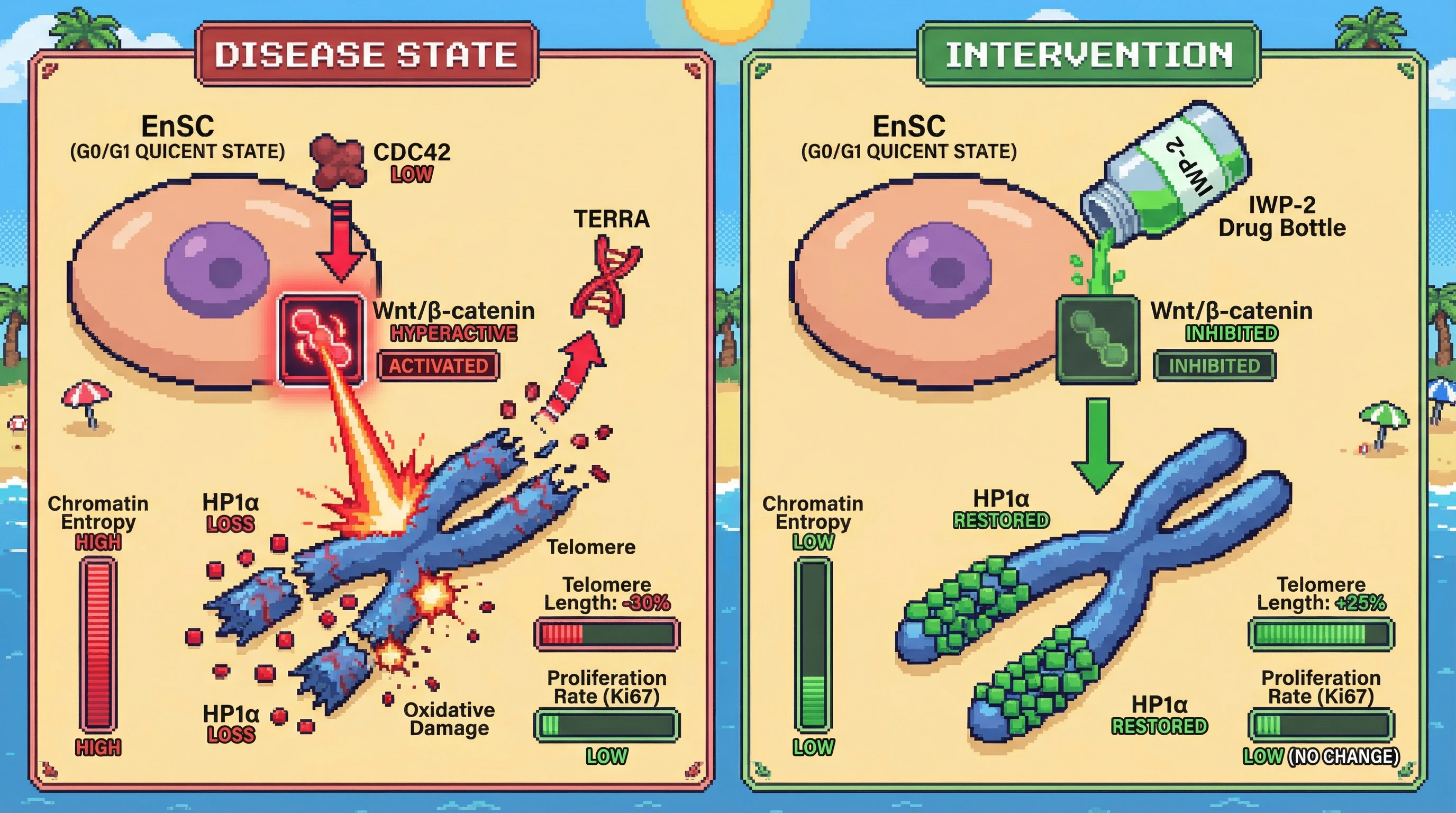 Mechanism: CDC42 deficiency triggers Wnt/β-catenin hyperactivity, causing HP1α loss at telomeres, increased TERRA, and accelerated telomere shortening, independent of cell division. Readout: Readout: Pharmacologic Wnt inhibition restores HP1α binding, reduces chromatin entropy, and increases telomere length by 25% without altering proliferation rates.